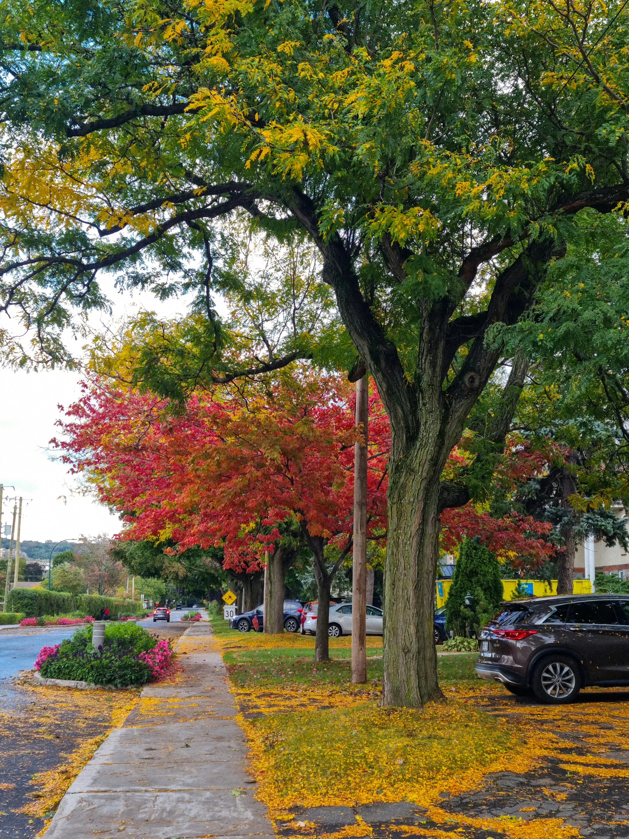 Arbre aux feuilles d'automne le long d'un trottoir à Ville-Marie