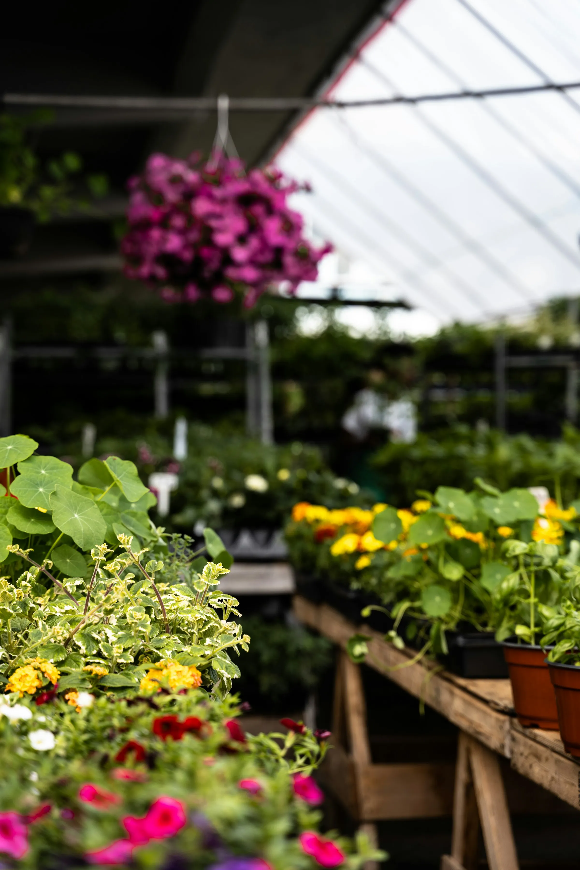 Fleurs jaunes et violettes dans un pot de bois — Villeray-Saint-Michel-Parc-Extension