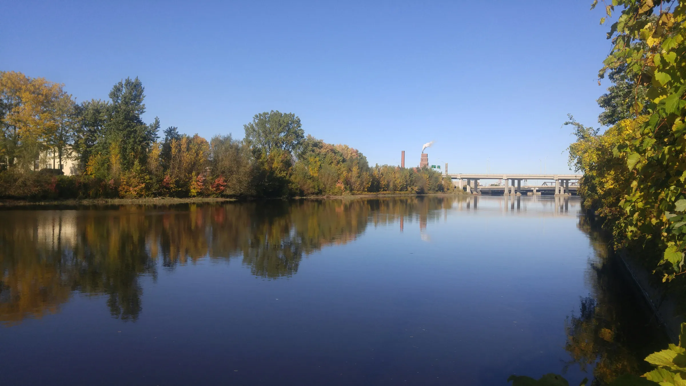 Arbres verts près d'un plan d'eau