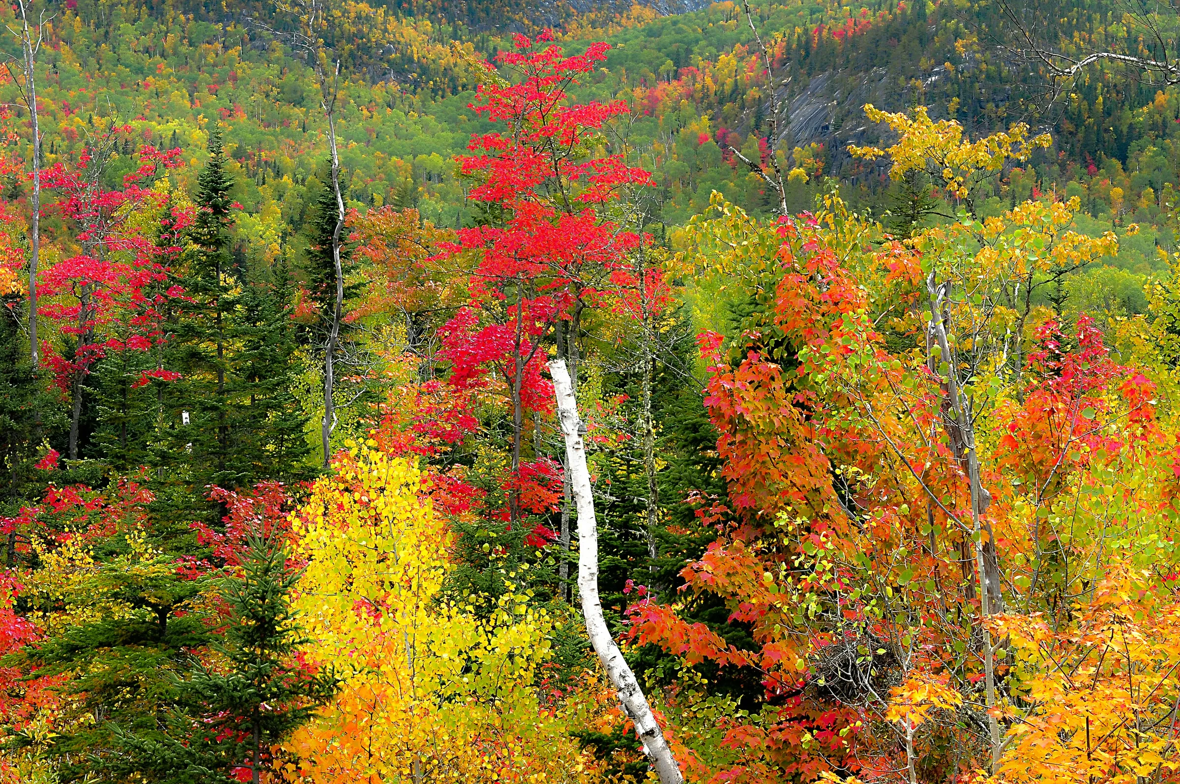 A forest filled with lots of colorful trees