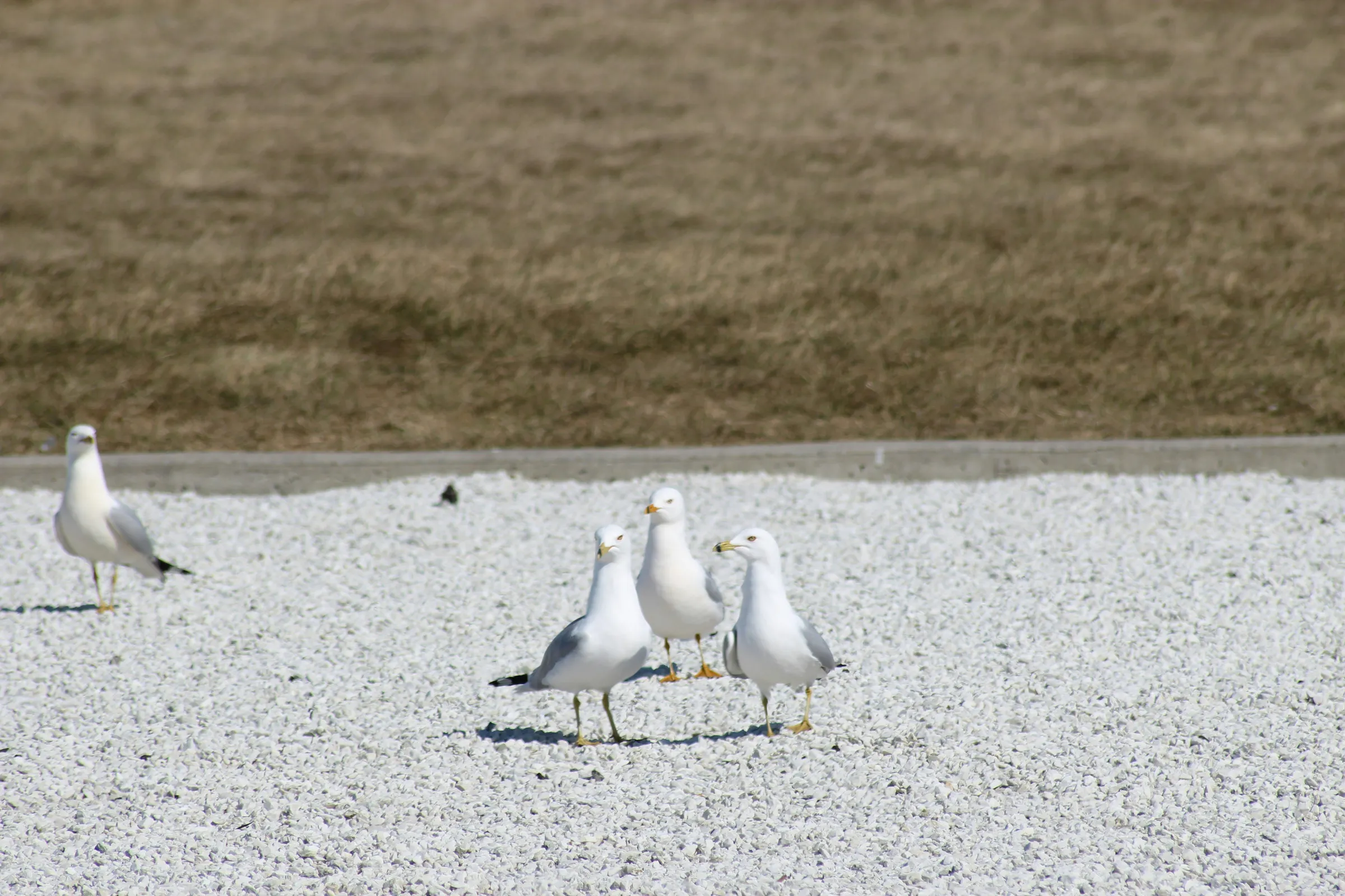 white duck on gray concrete floor during daytime