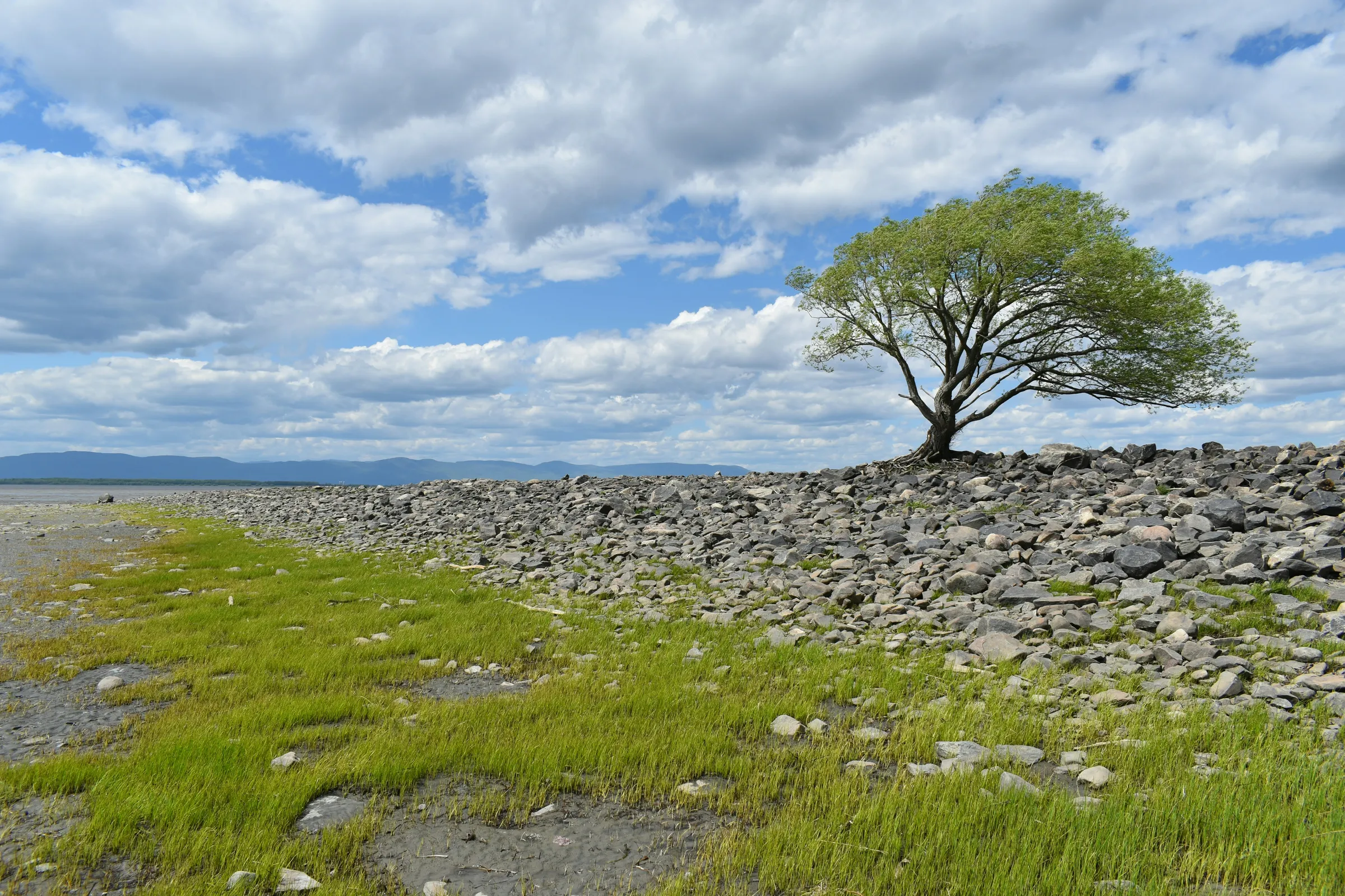 a tree in a rocky area