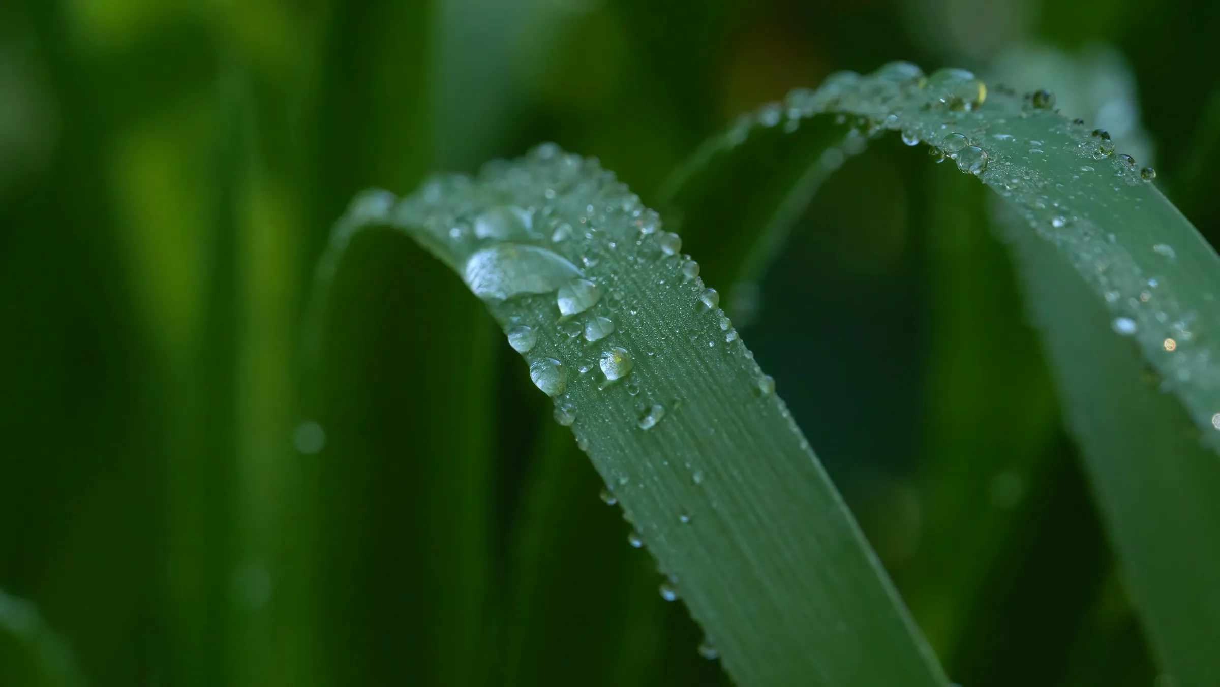 a close up of a leaf