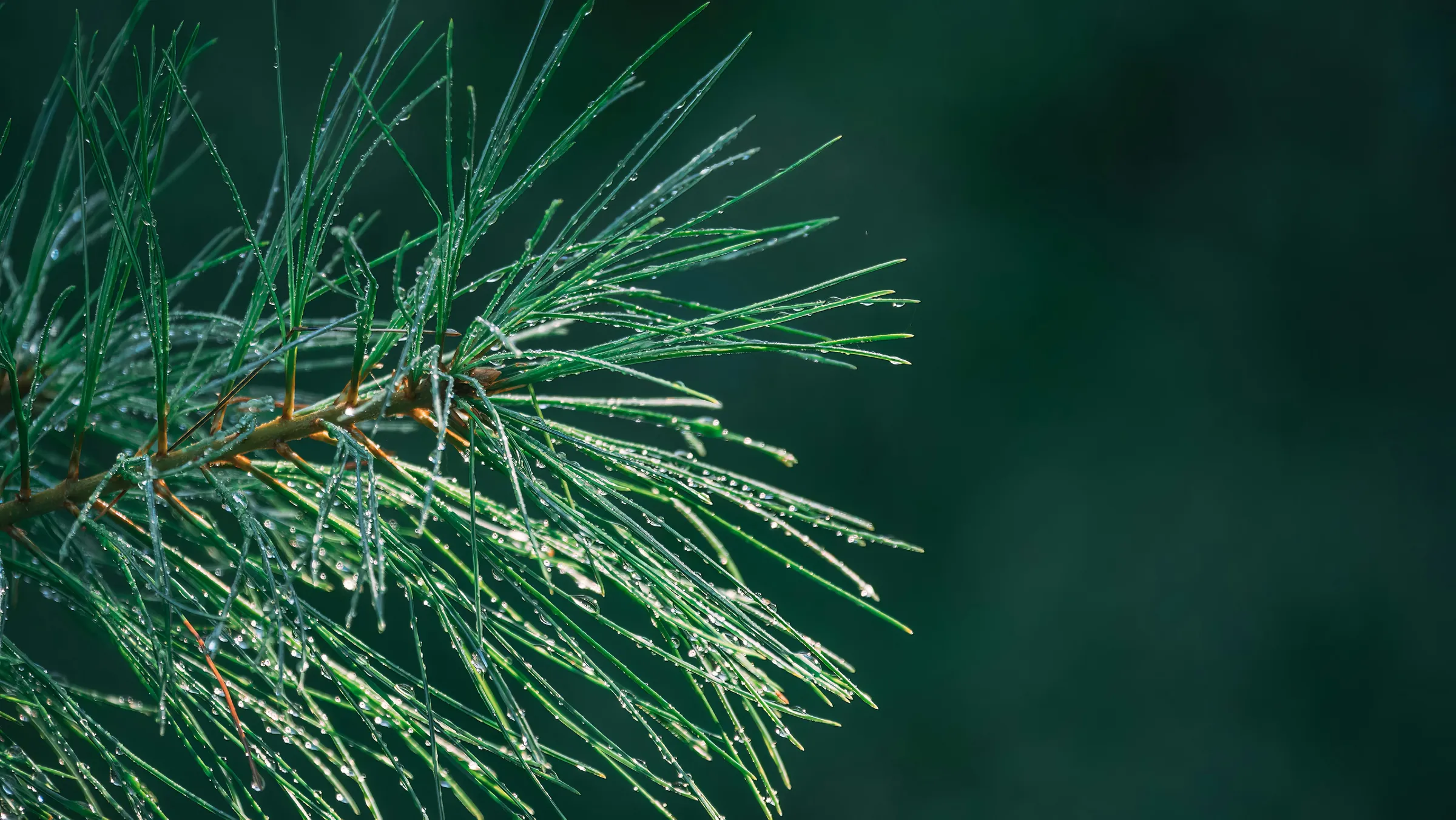 a close up of a pine tree