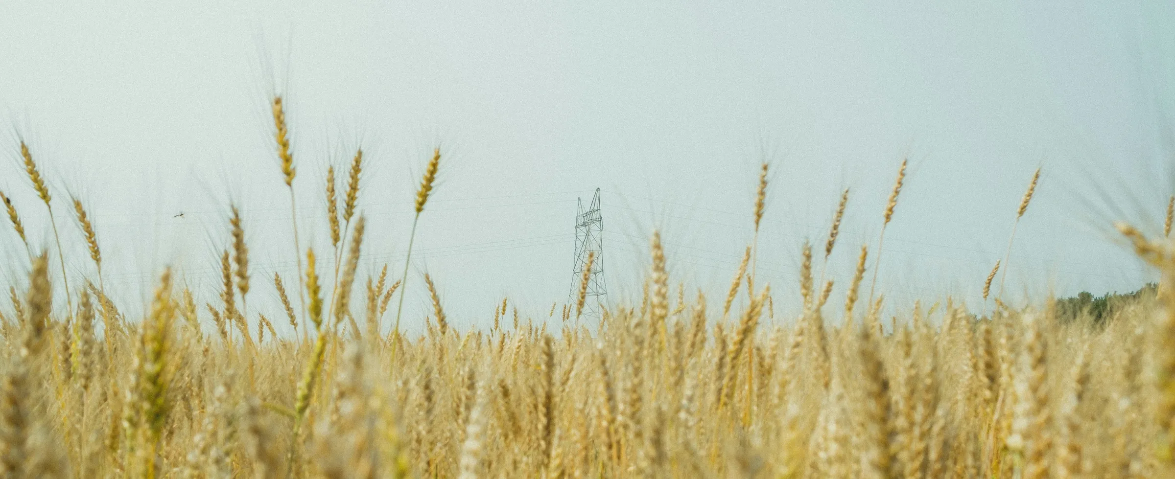 a field of tall grass with a cell phone tower in the background