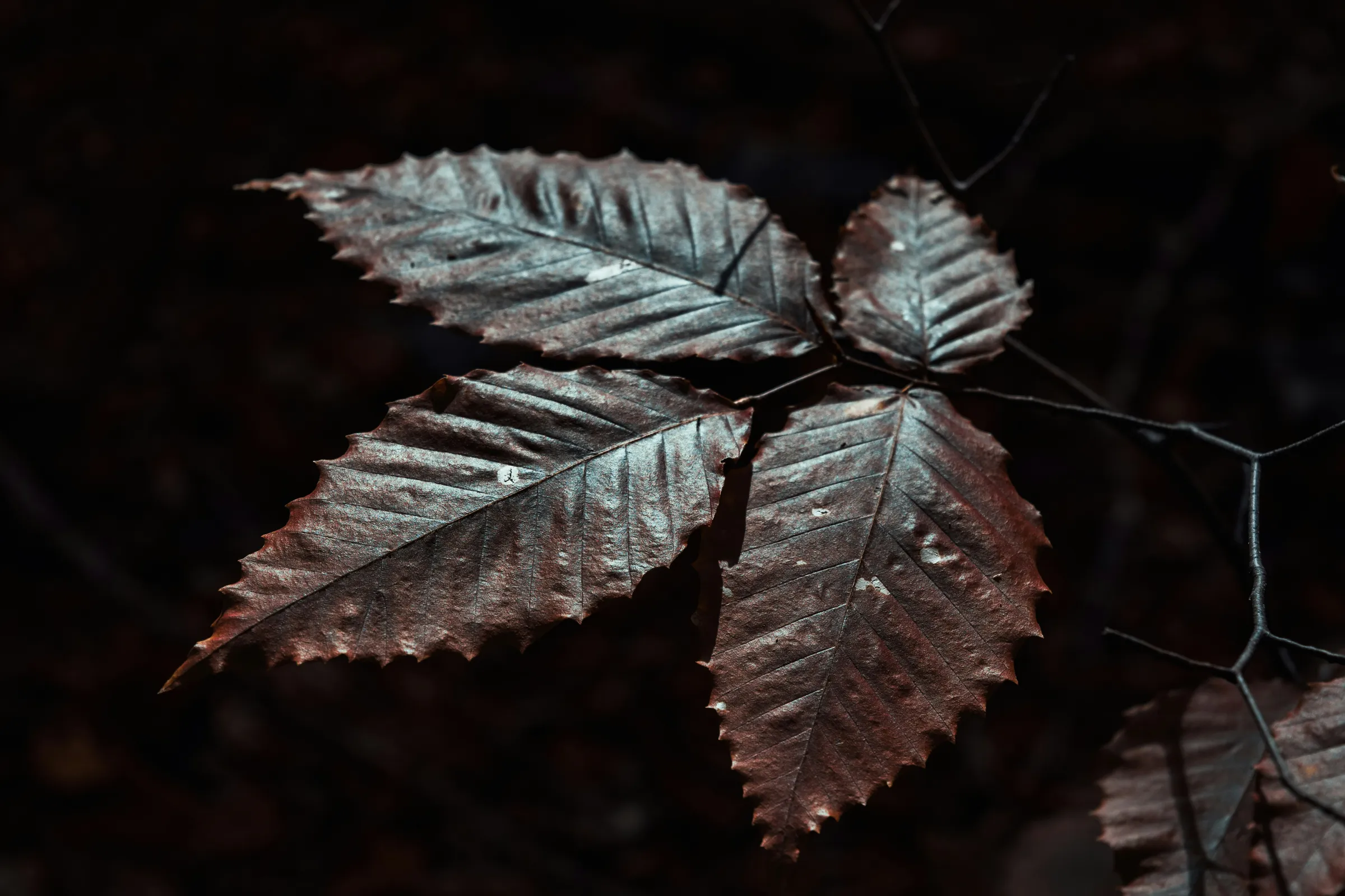 gray leaf in close up photography
