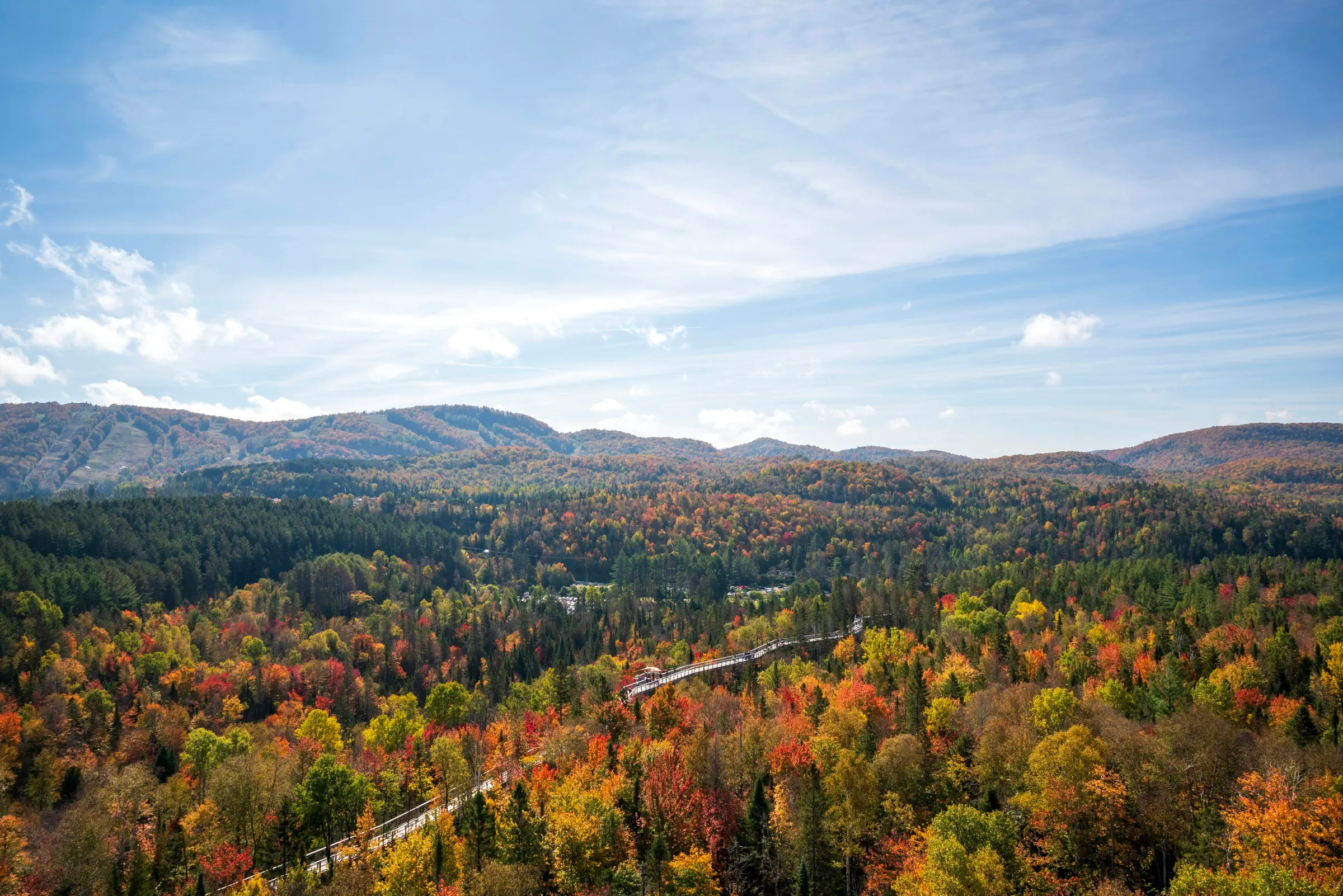 An aerial view of a forest with mountains in the background