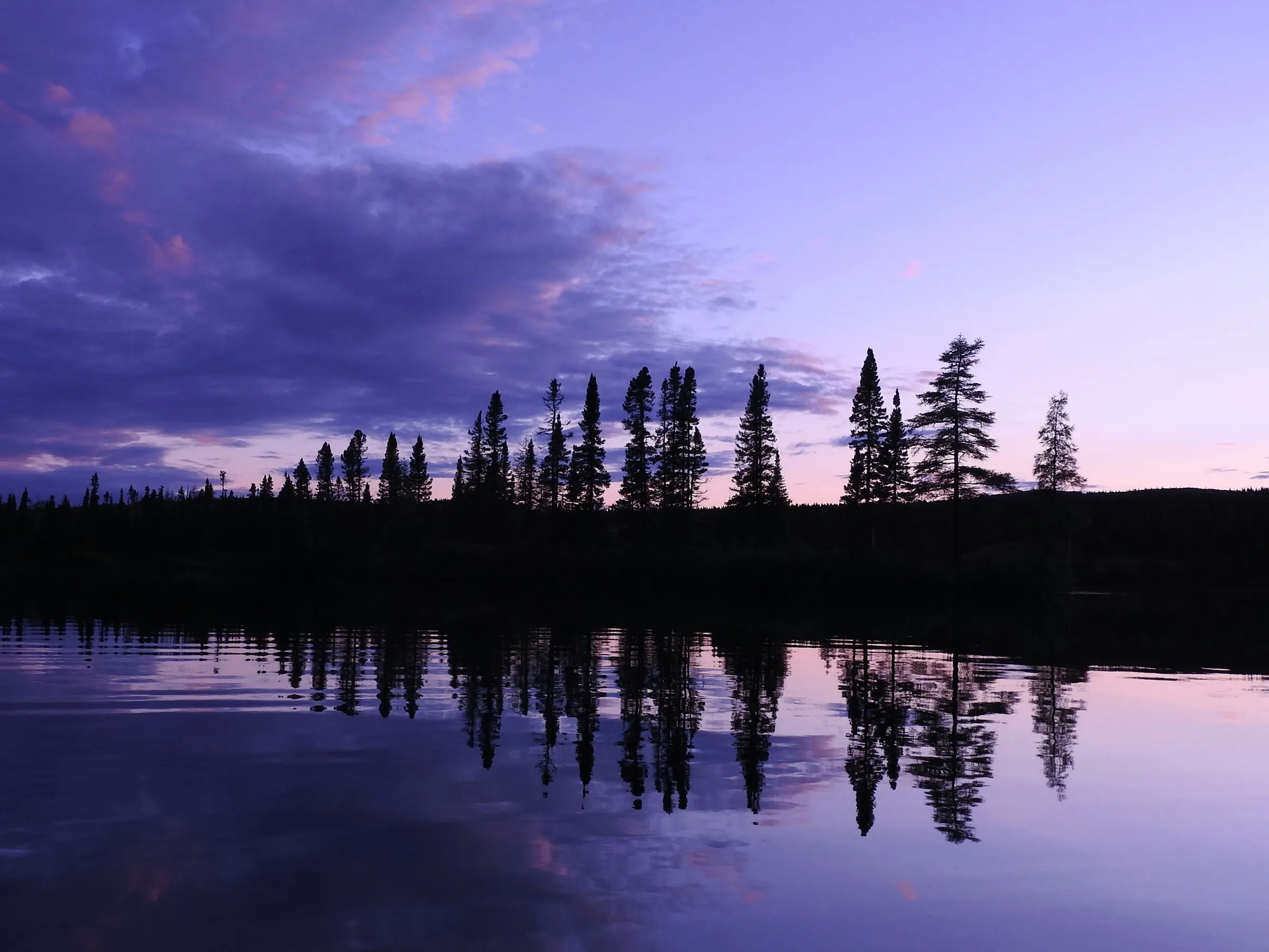 silhouette of trees near body of water