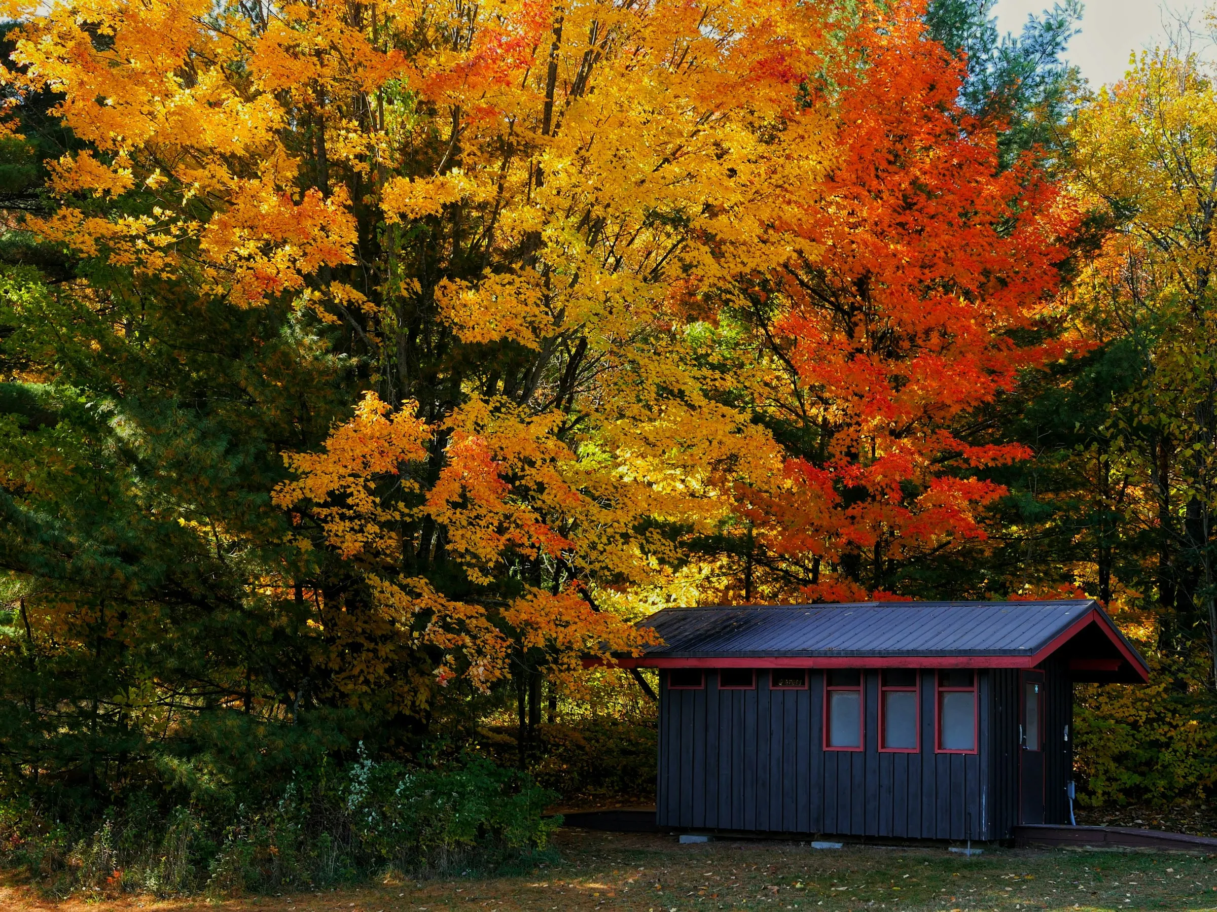 Cabane noire sous un arbre à Gatineau