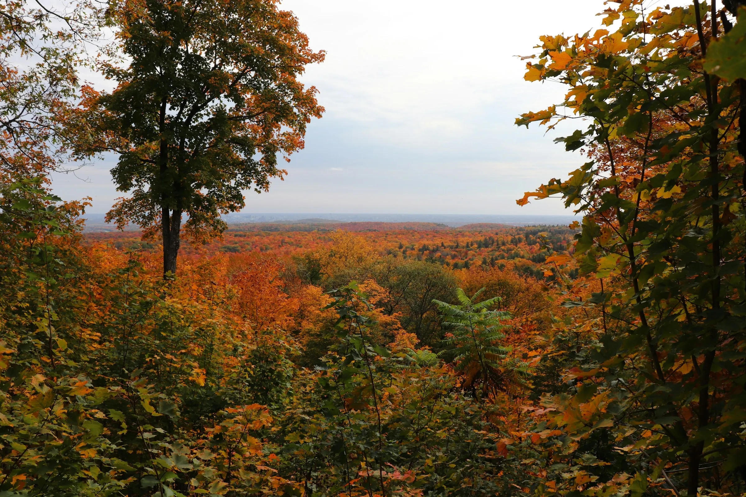 Forêt aux couleurs automnales à Gatineau