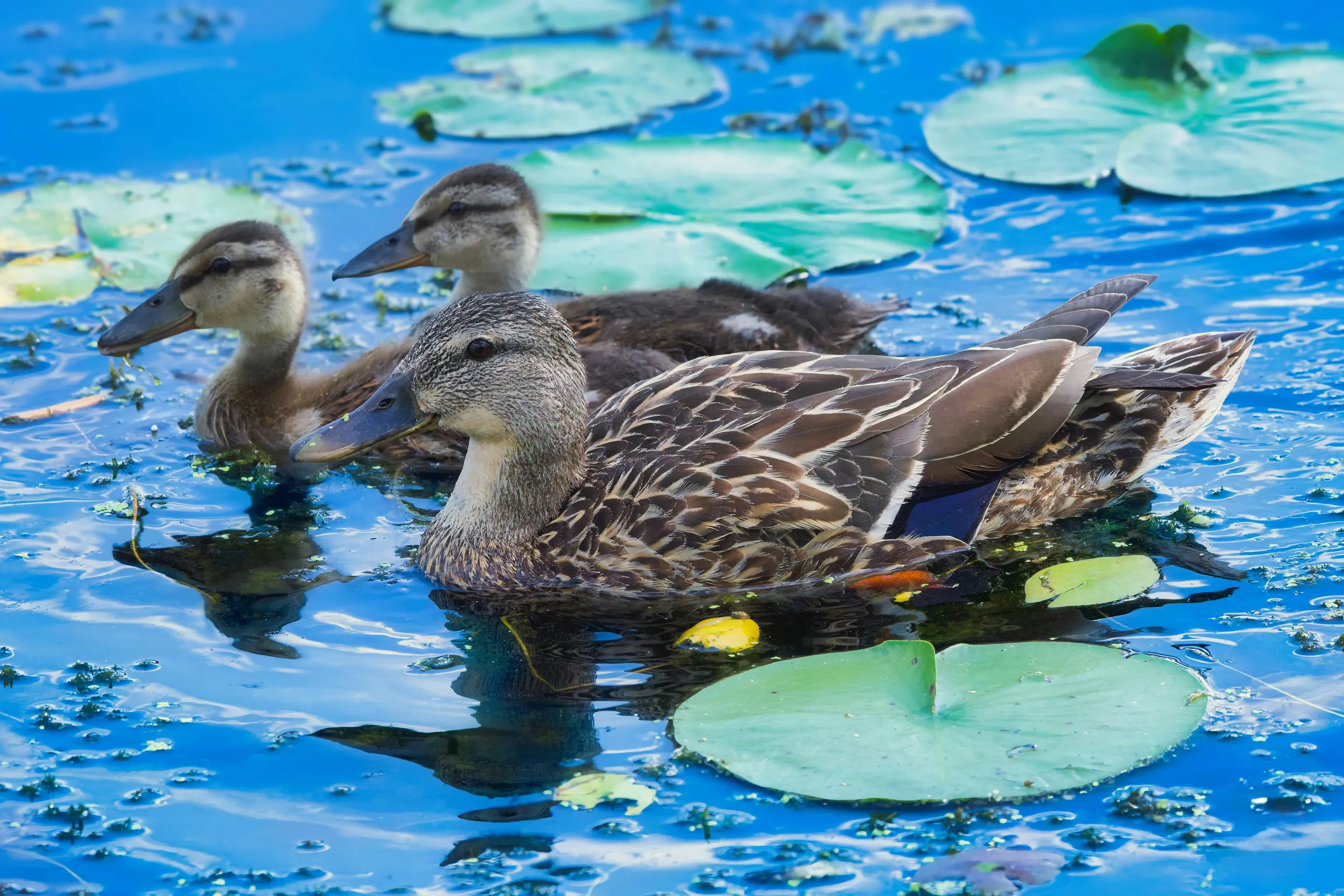 Three ducks swimming in blue water with lily pads