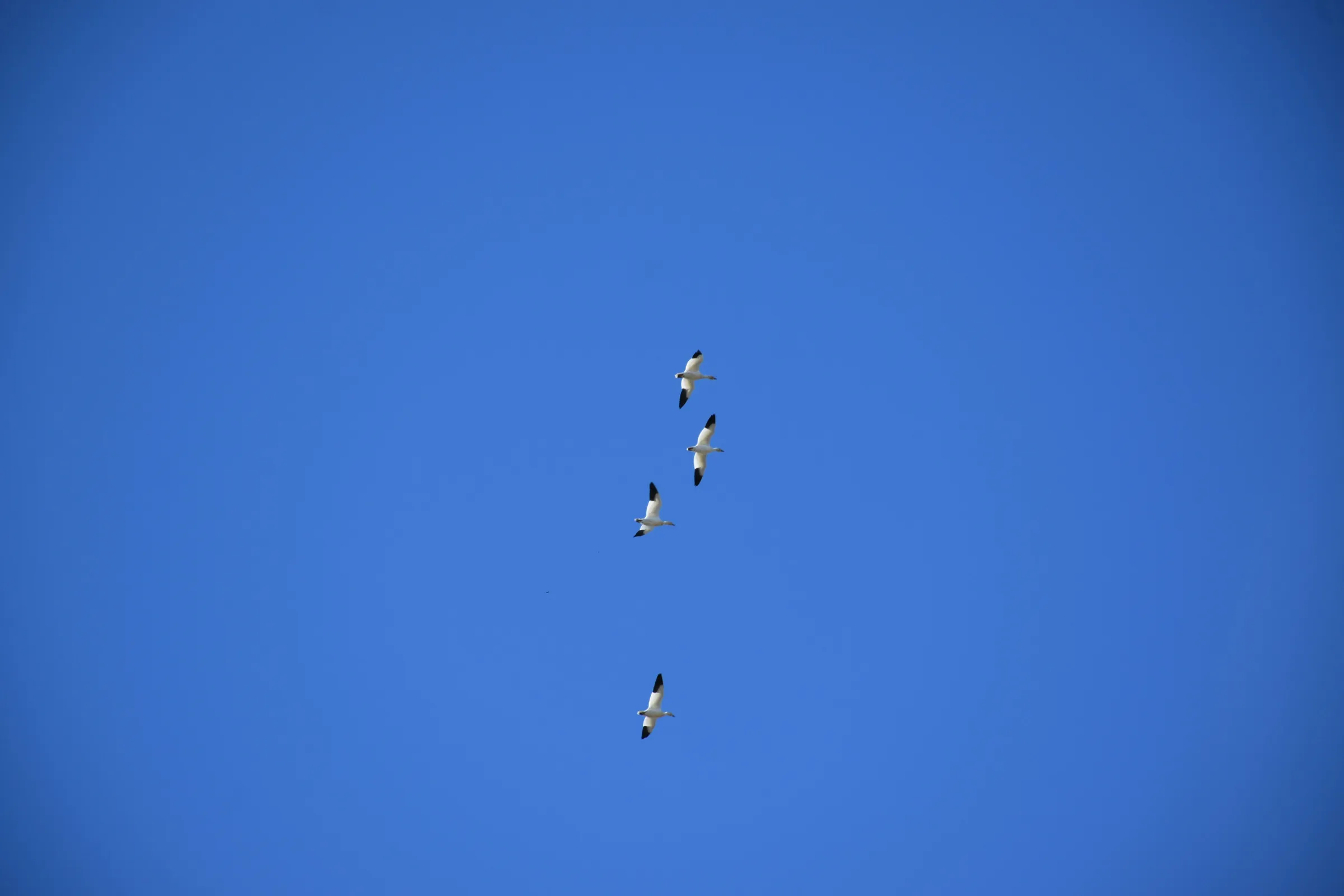 a group of birds flying through a blue sky