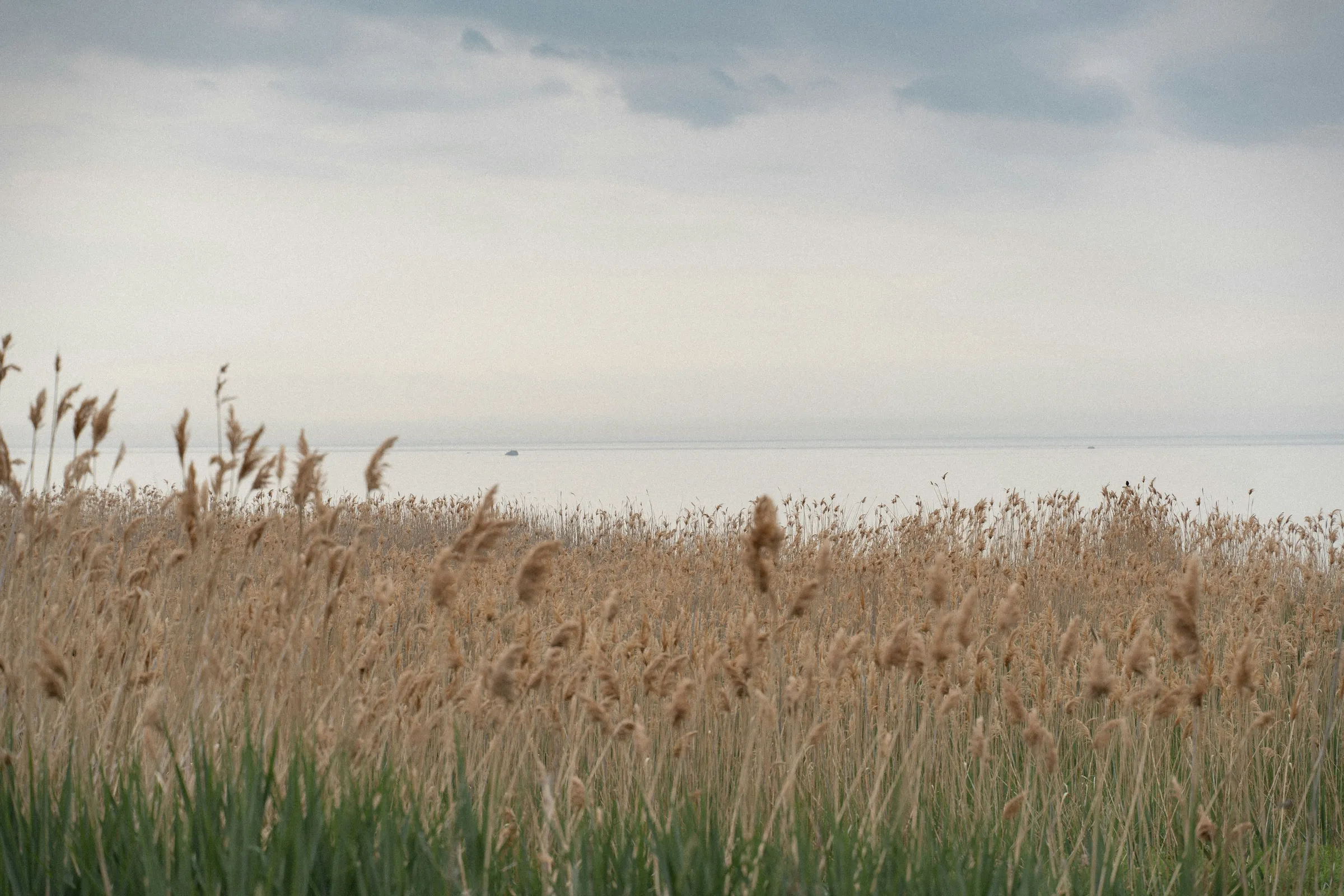 green grass field near body of water during daytime