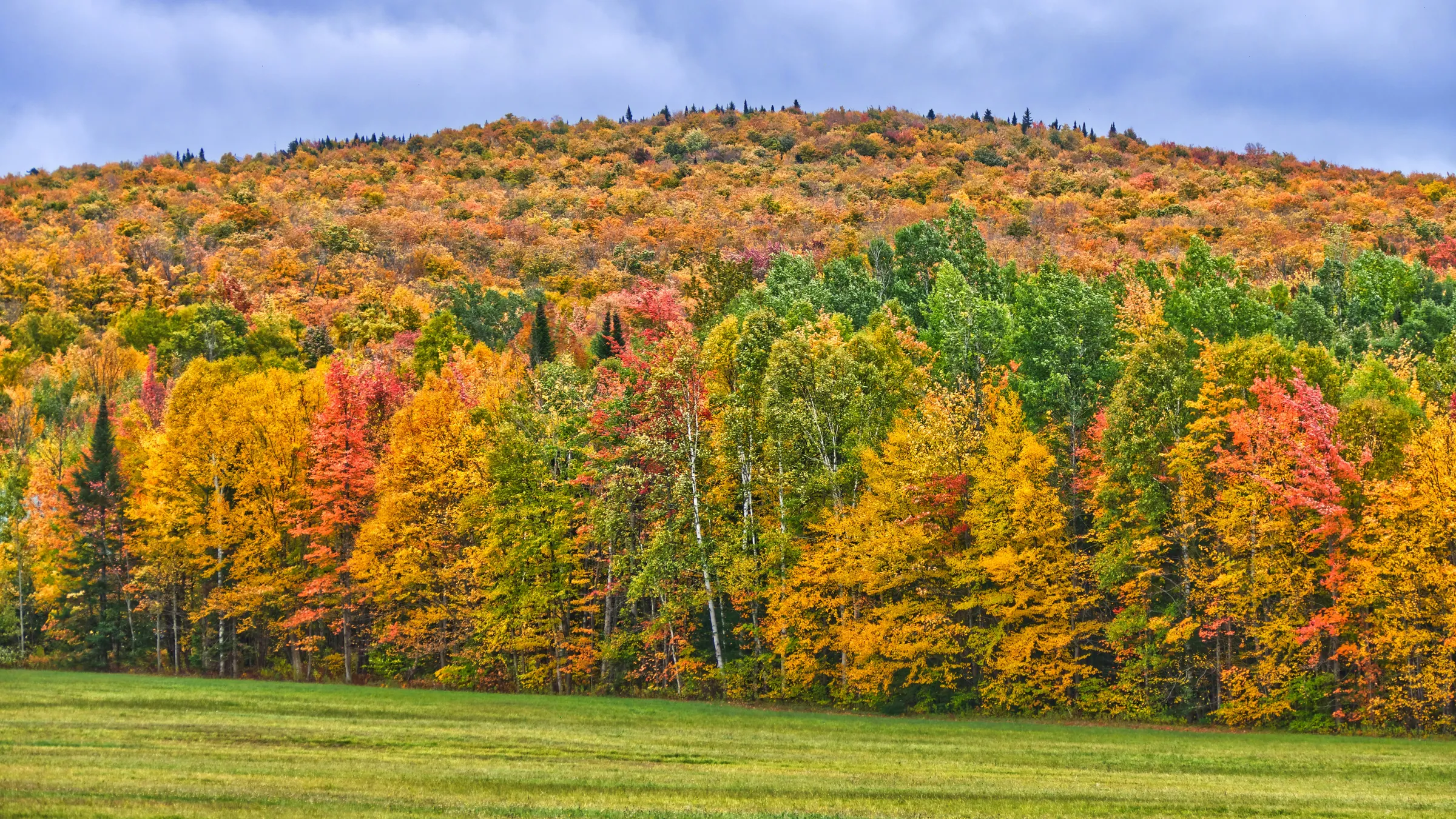 green trees under cloudy sky