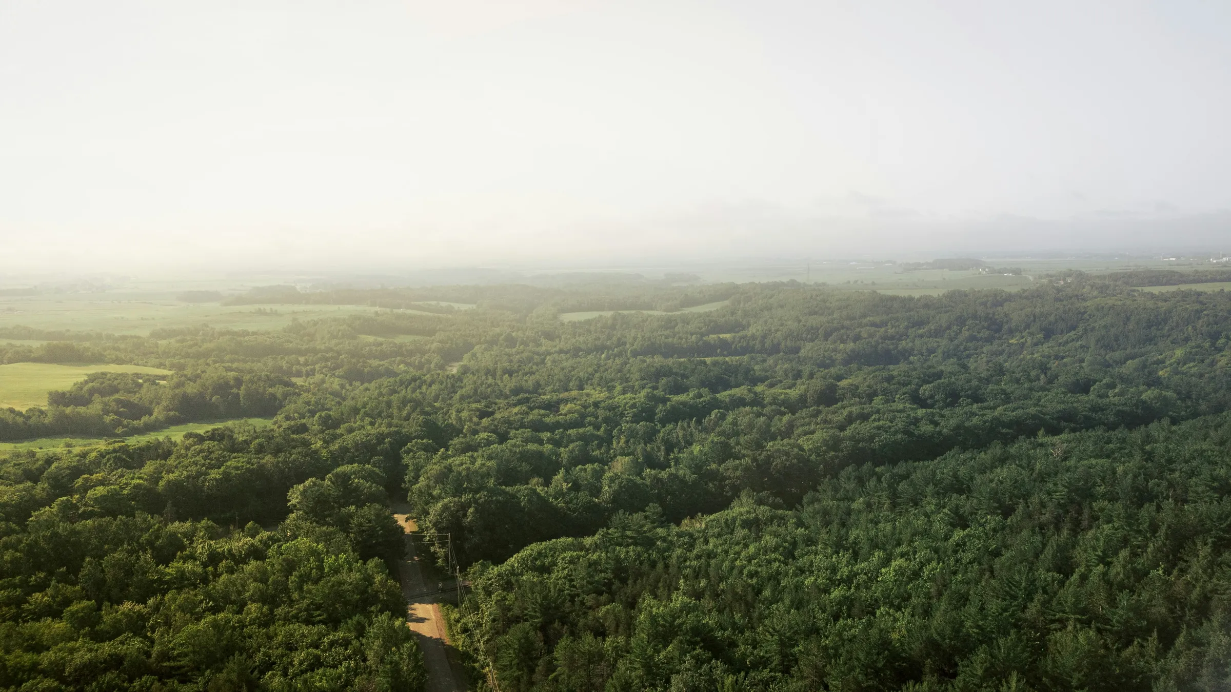 a view of a forest from a plane