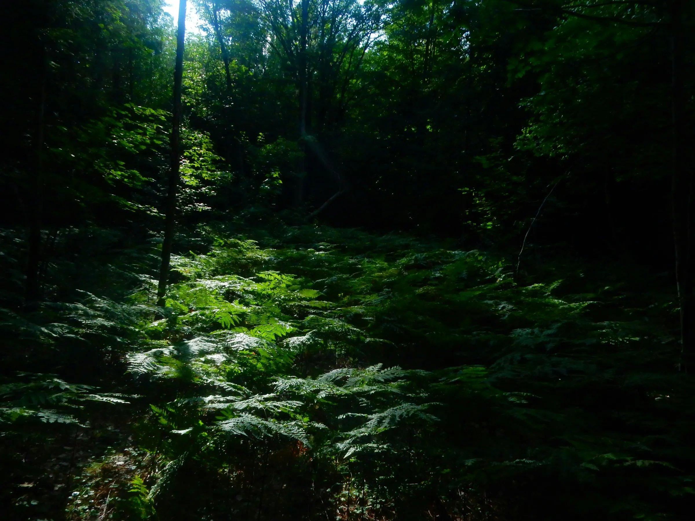 Sunlight illuminates ferns on the dark forest floor