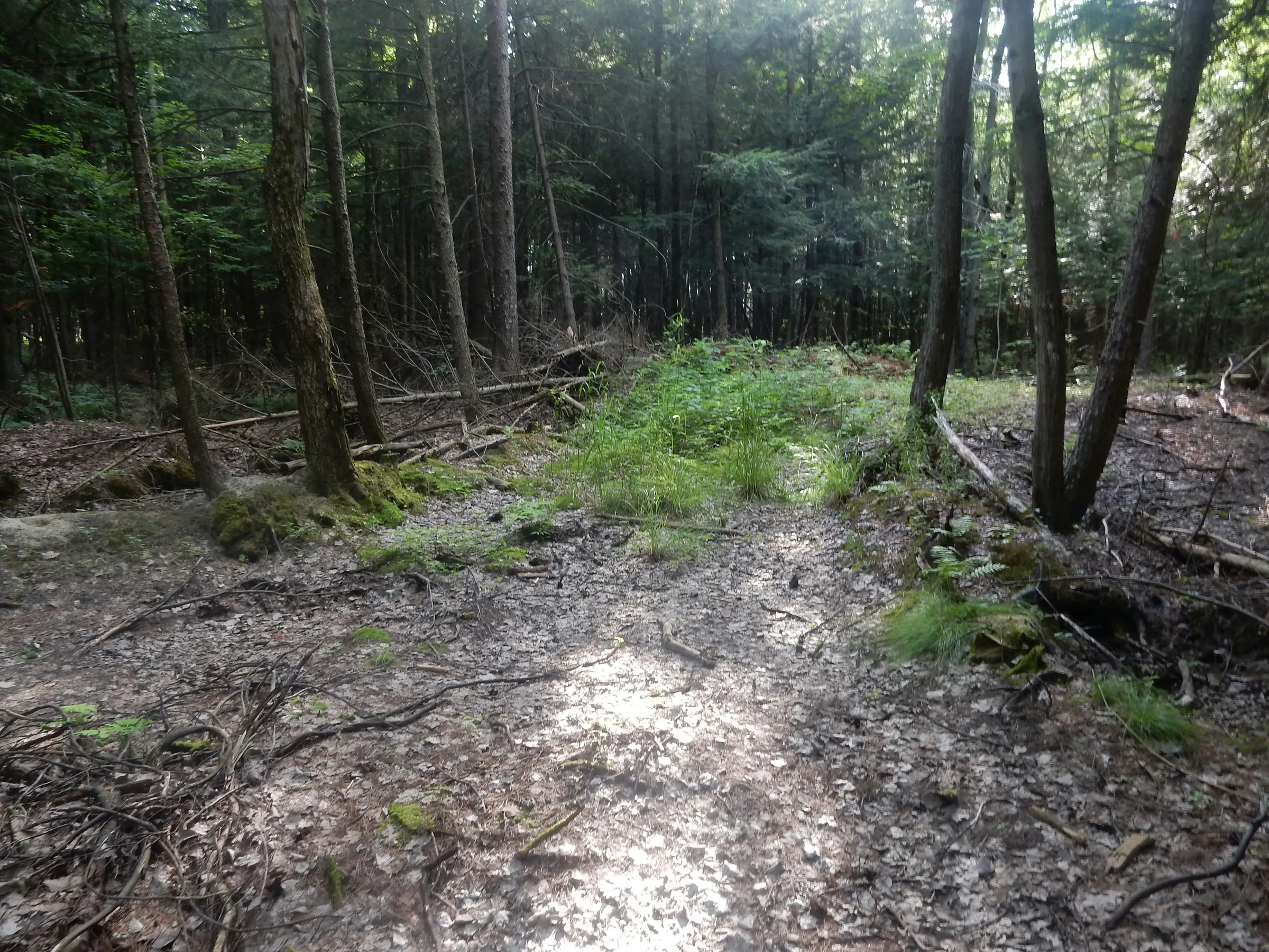 A dirt path through a dense forest with tall trees