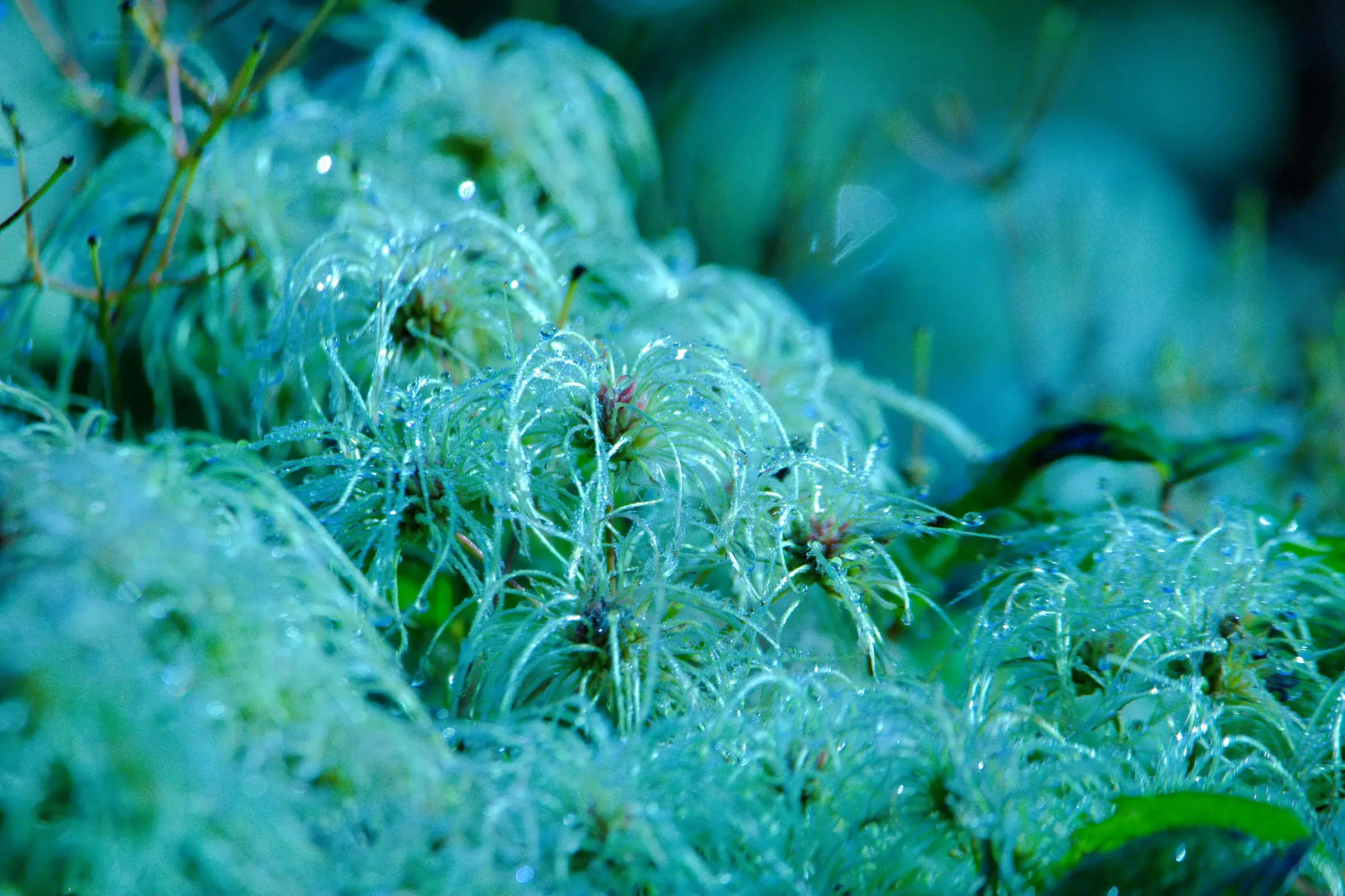 a close up of a mossy plant with drops of water on it