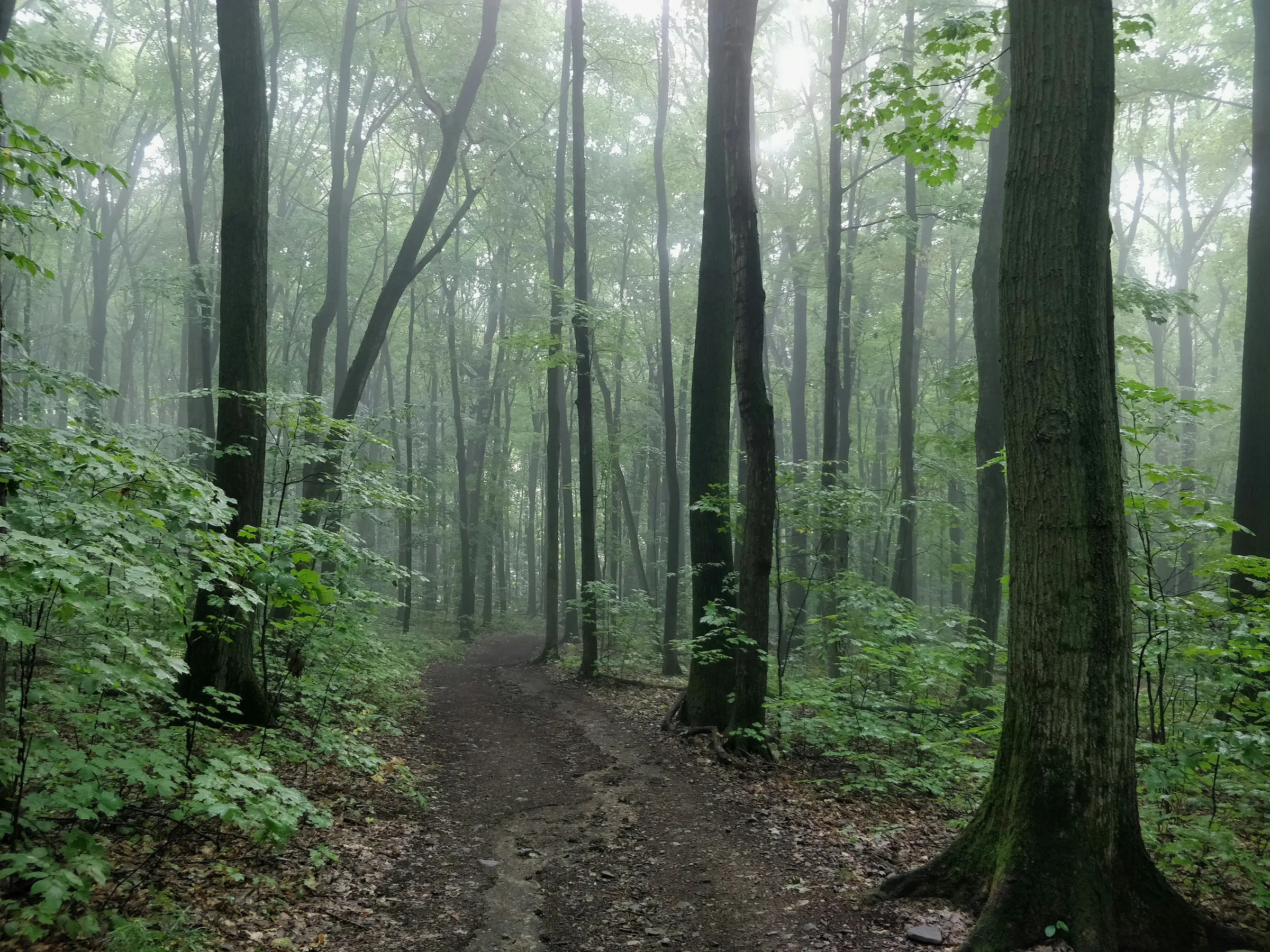 a trail in the middle of a forest with lots of trees