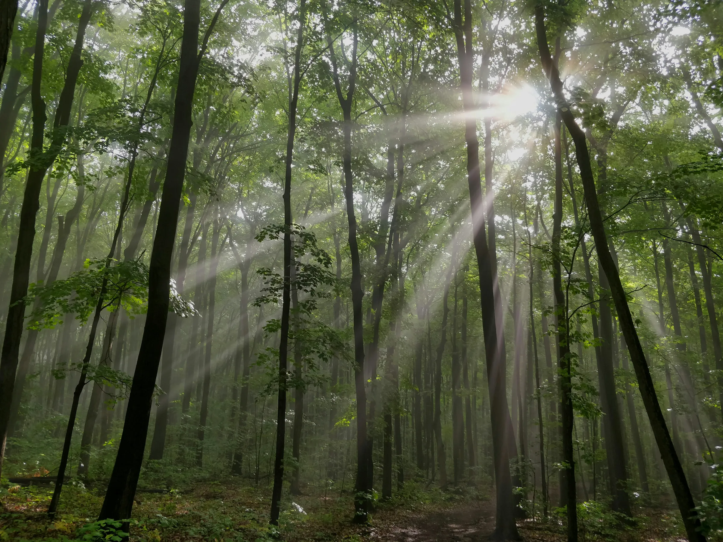 the sun shines through the trees in the forest