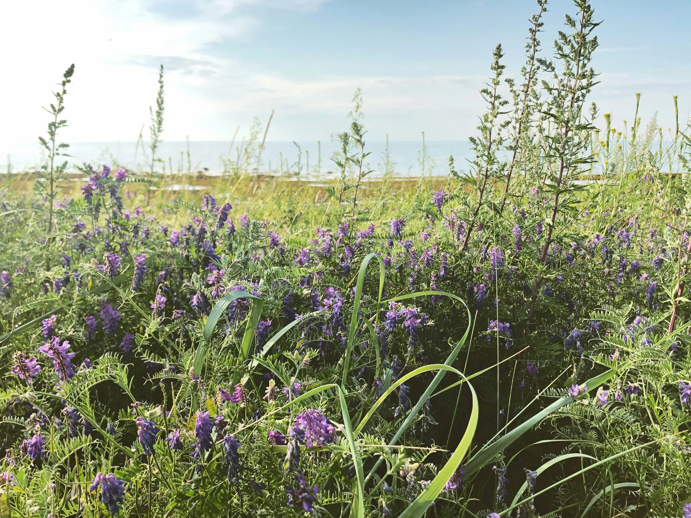 purple flower field during daytime