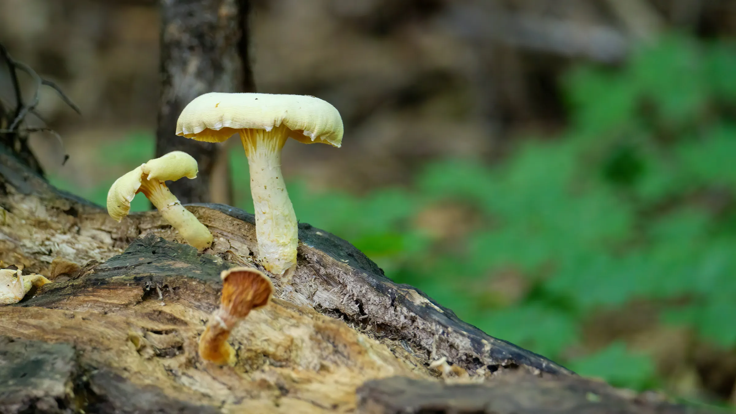 a couple of mushrooms that are on a tree