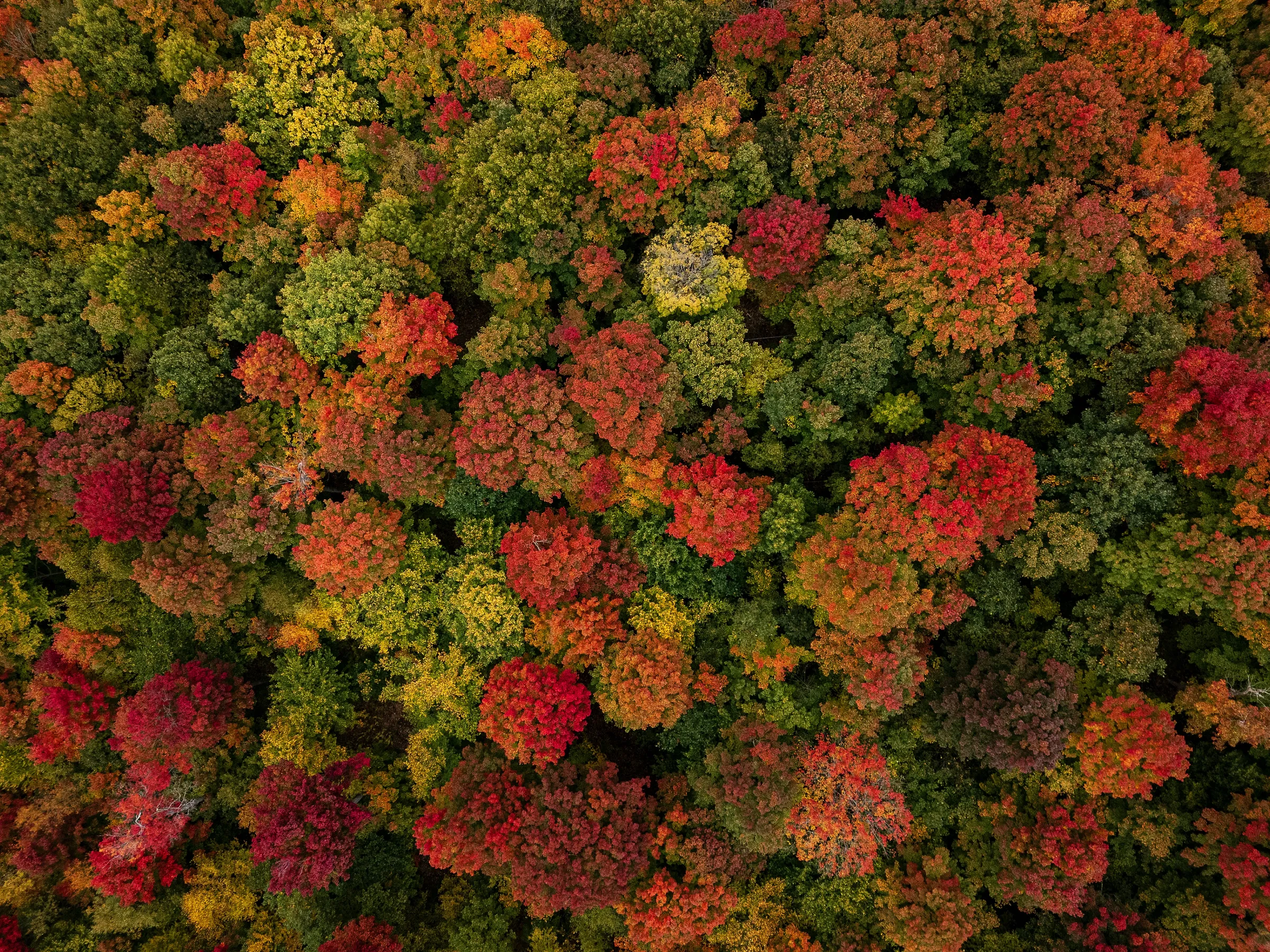 Aerial view of colorful autumn forest canopy