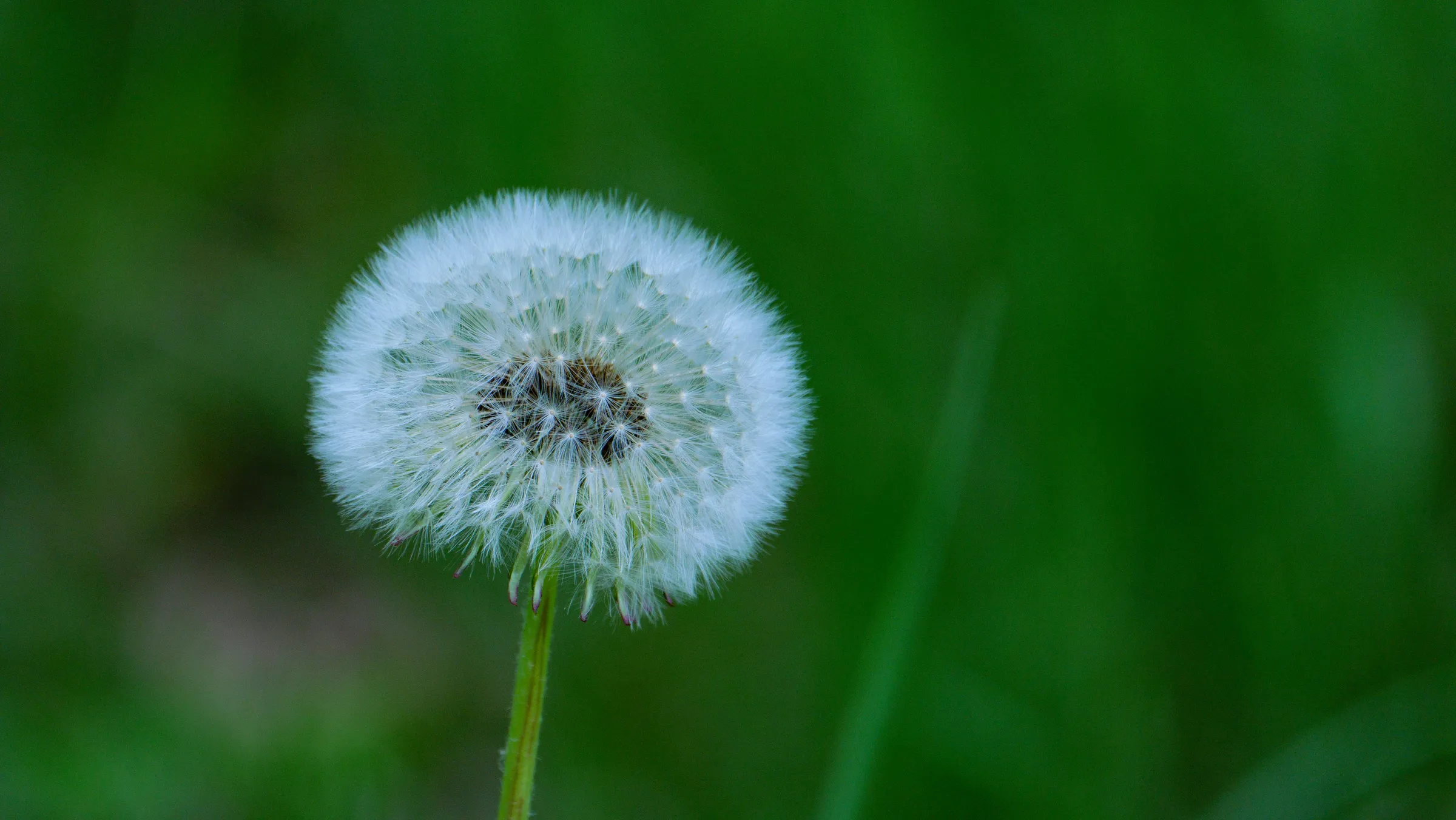 white dandelion in close up photography