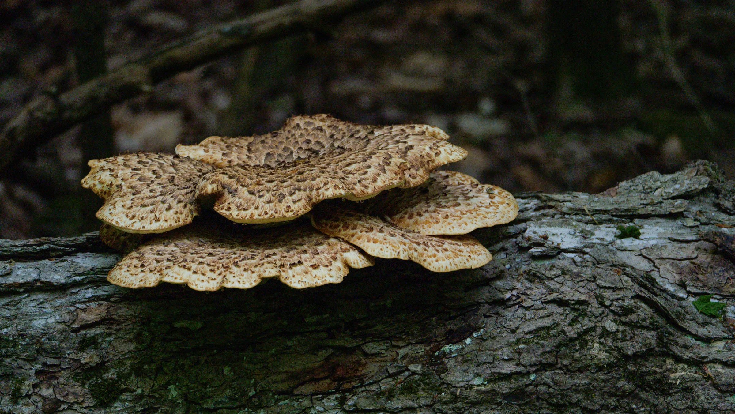 brown tree trunk with brown mushrooms