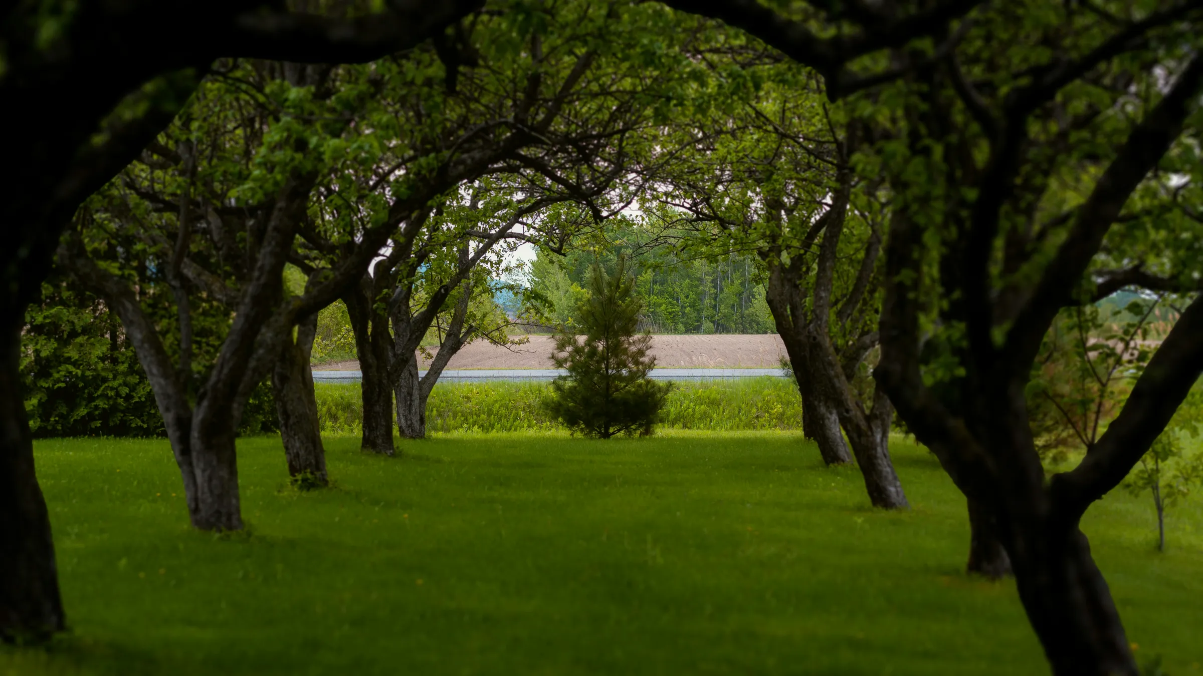 a grassy area with trees and a road in the distance