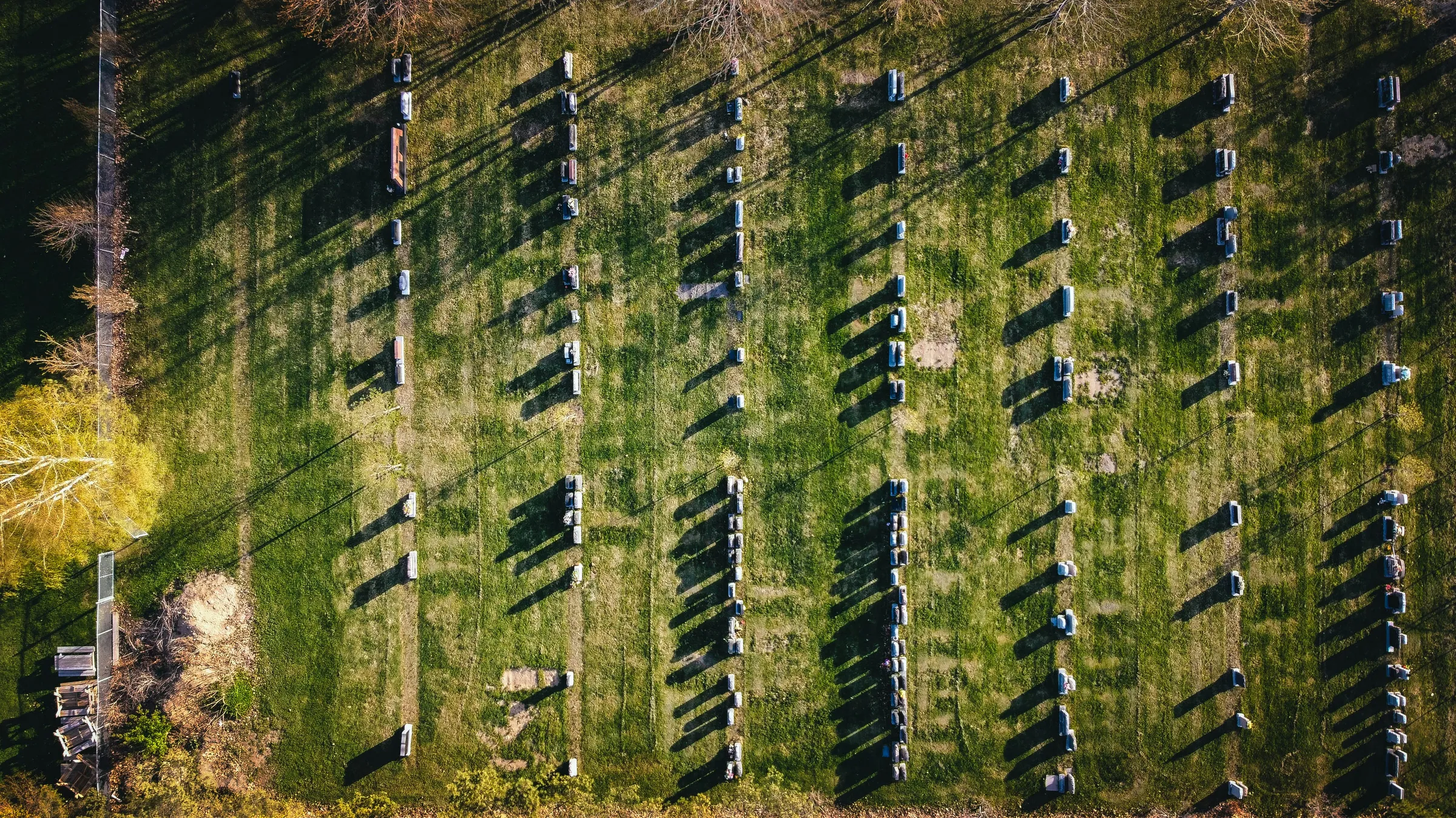 aerial view of green trees during daytime
