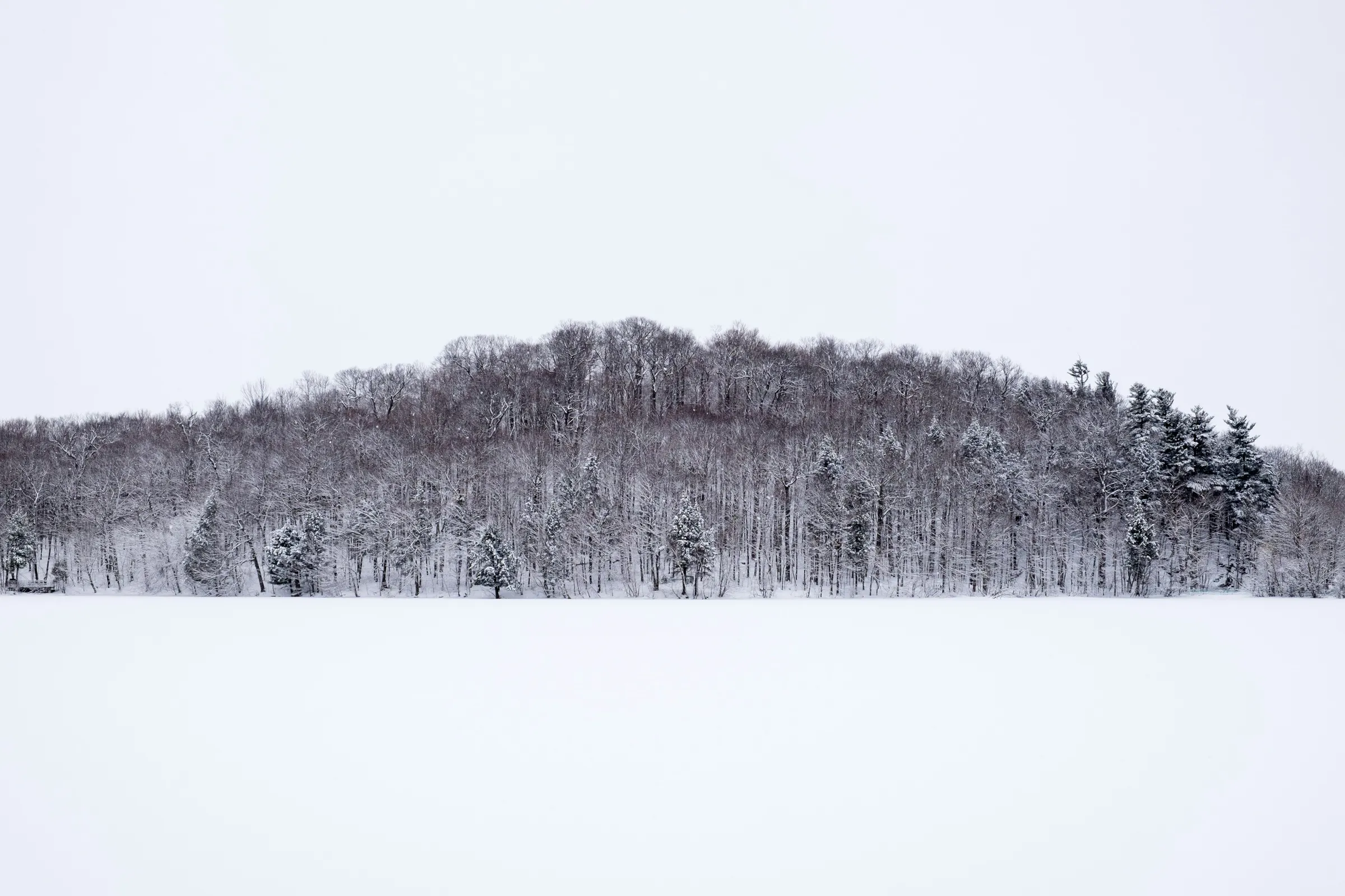 snow covered trees during daytime