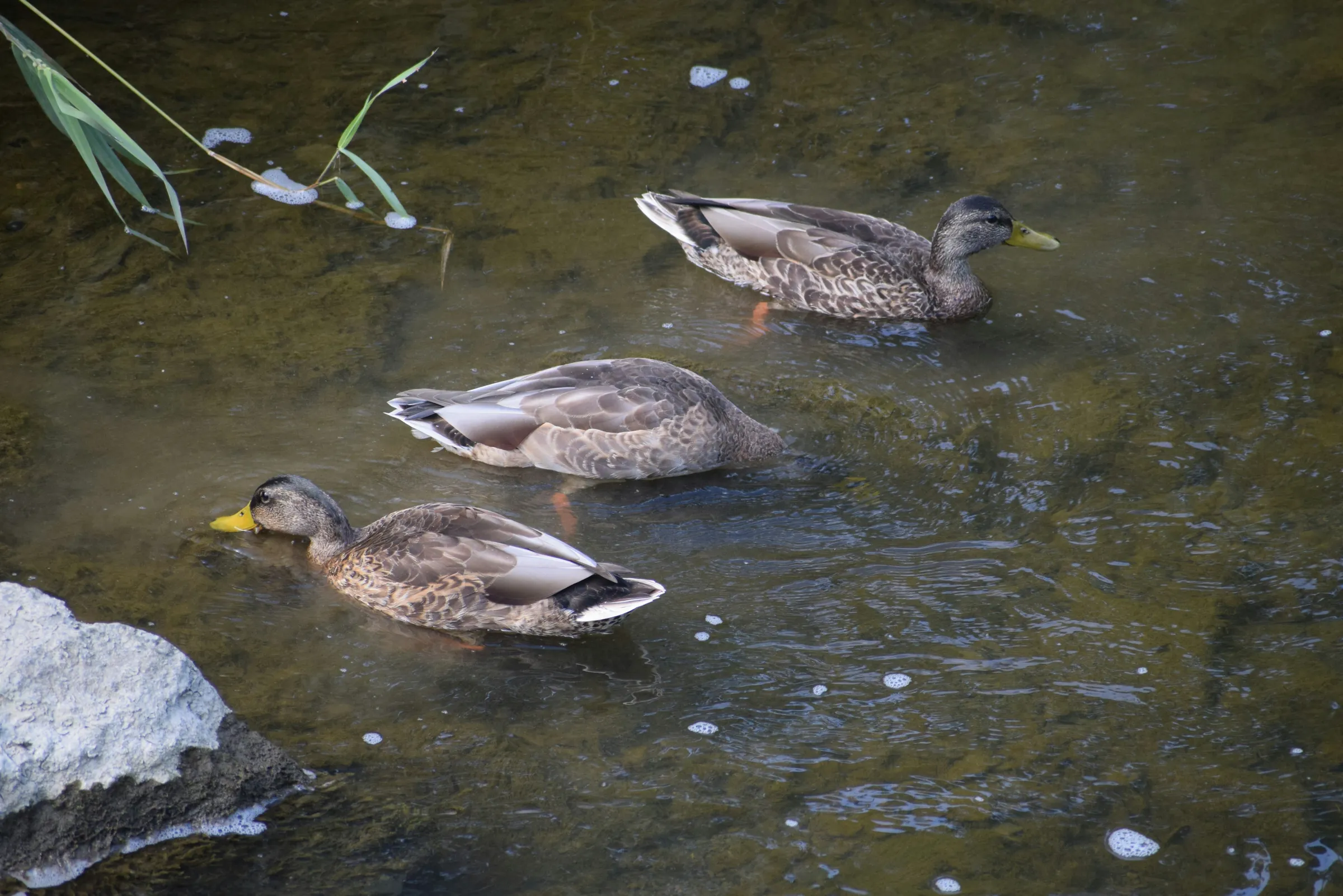 Three ducks swimming in shallow water