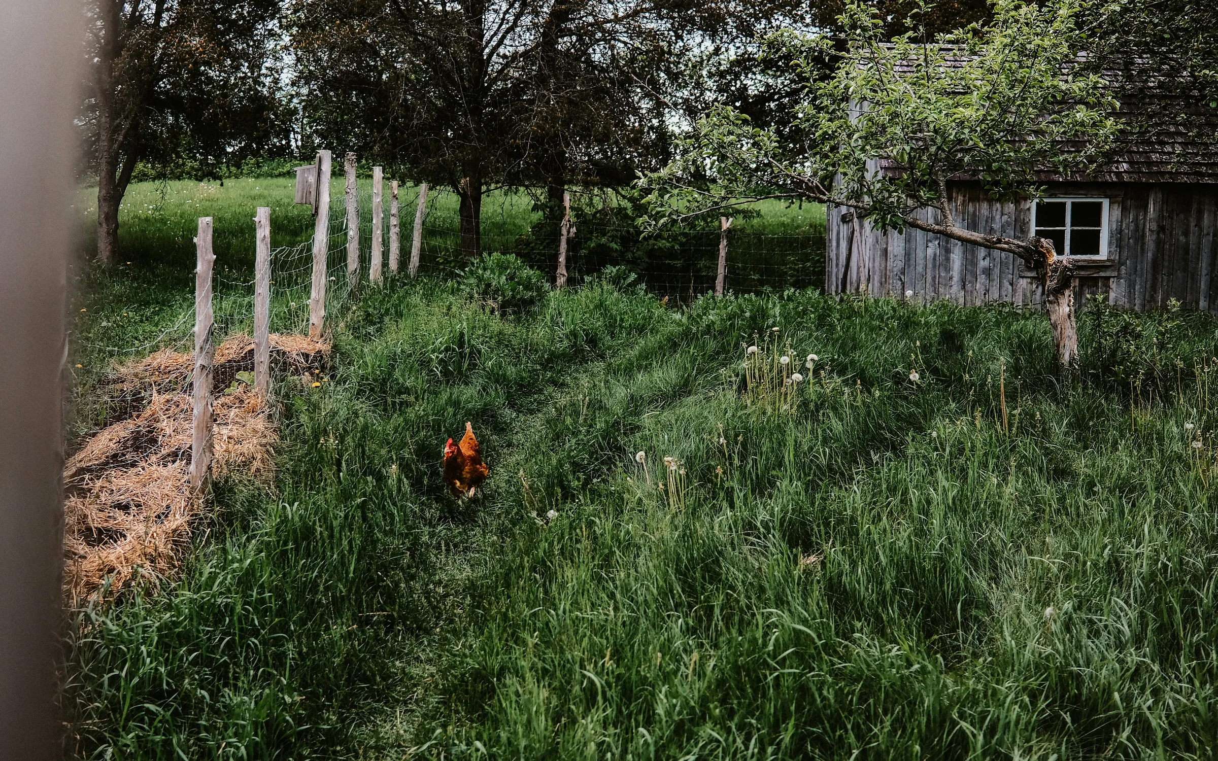 brown dog on green grass field