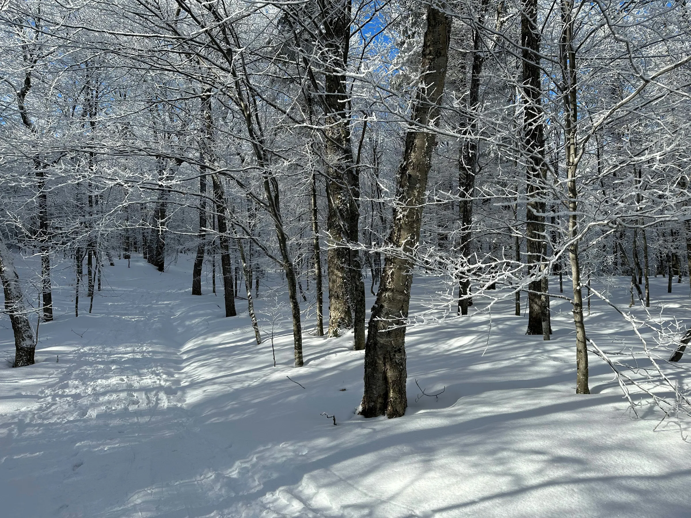 a snow covered forest filled with lots of trees