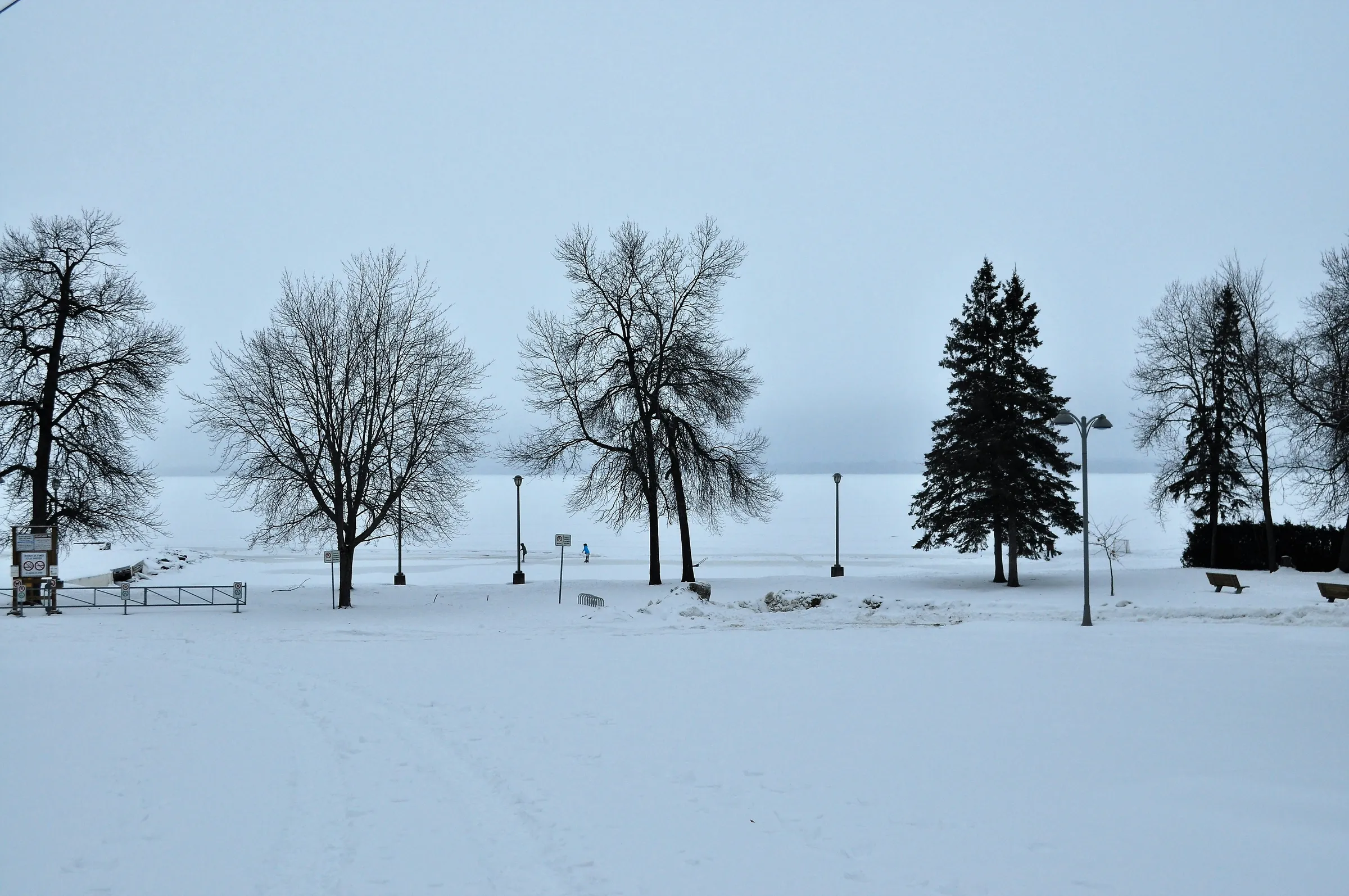 bare trees on snow covered ground during daytime