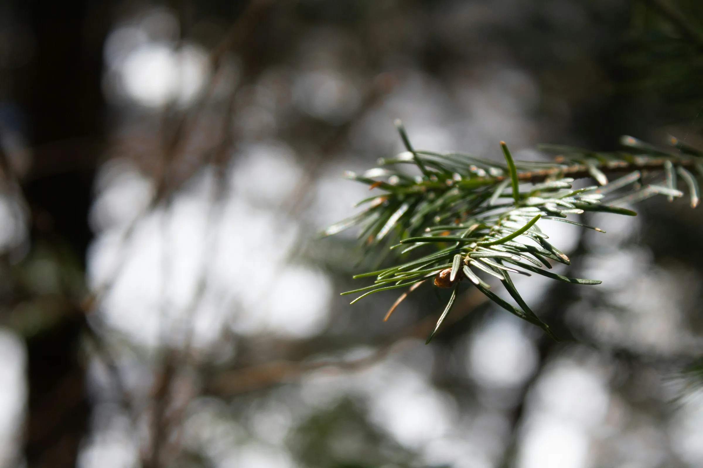 a close up of a pine tree branch