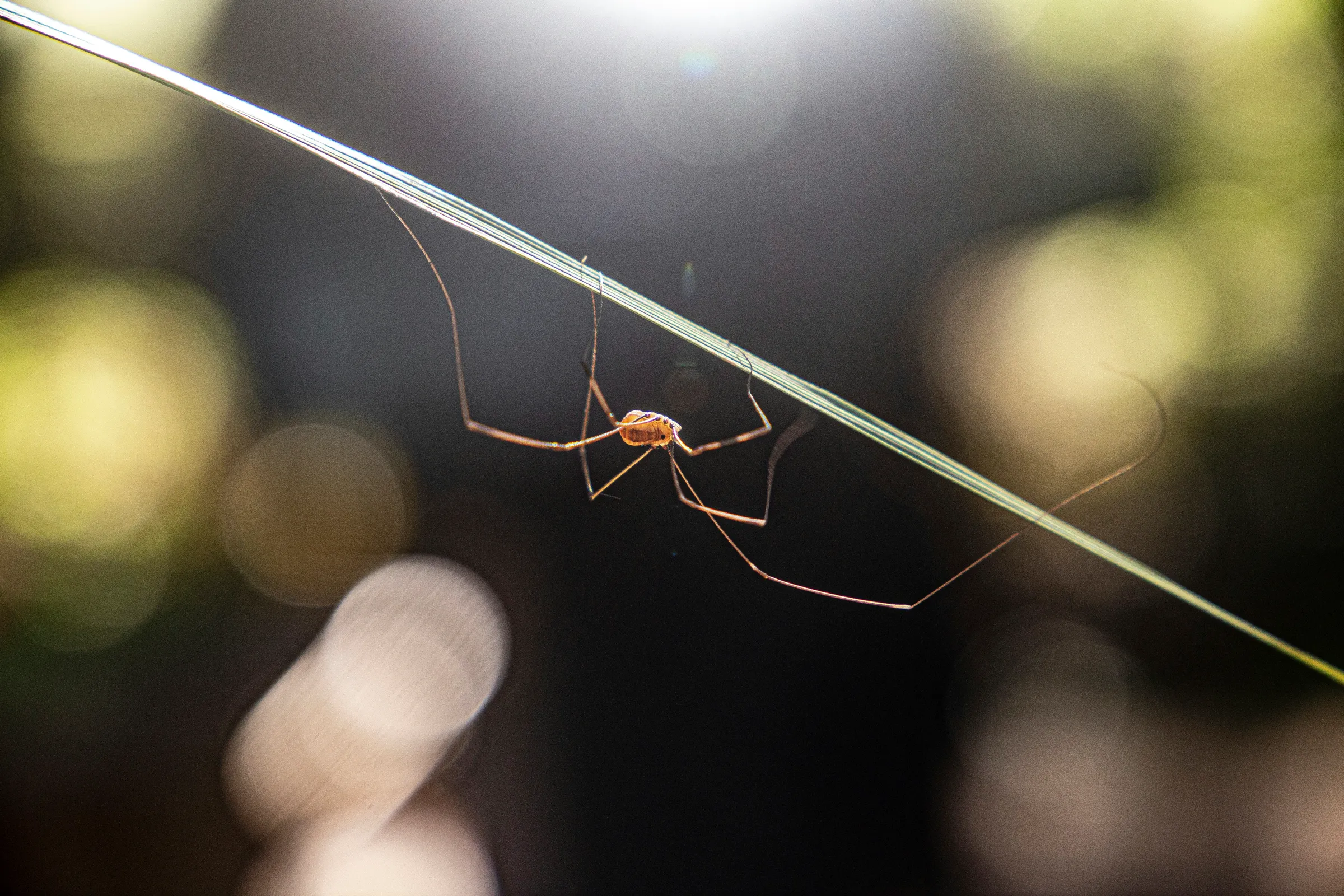 A daddy longlegs spider hangs from a blade of grass