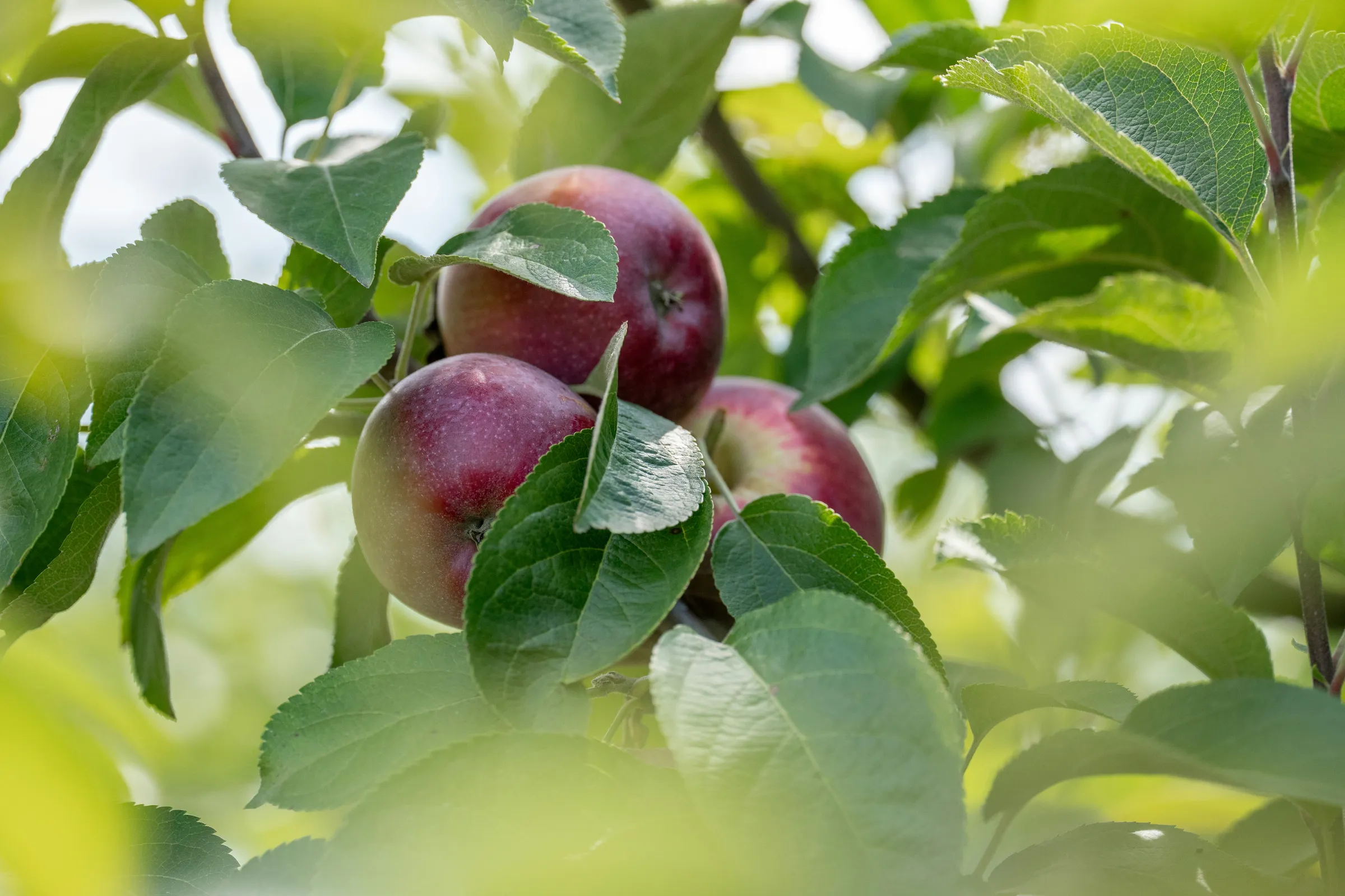 Red apples ripening on a tree branch