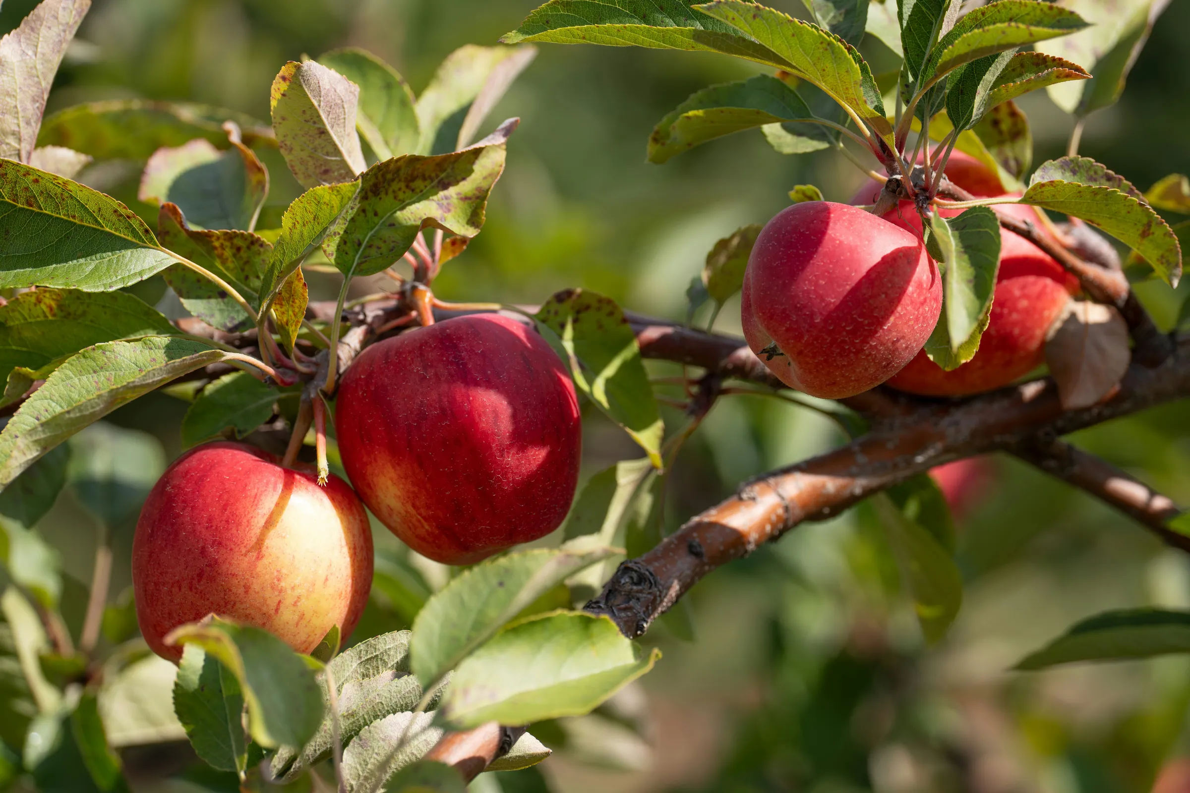 Ripe red apples hang from a tree branch