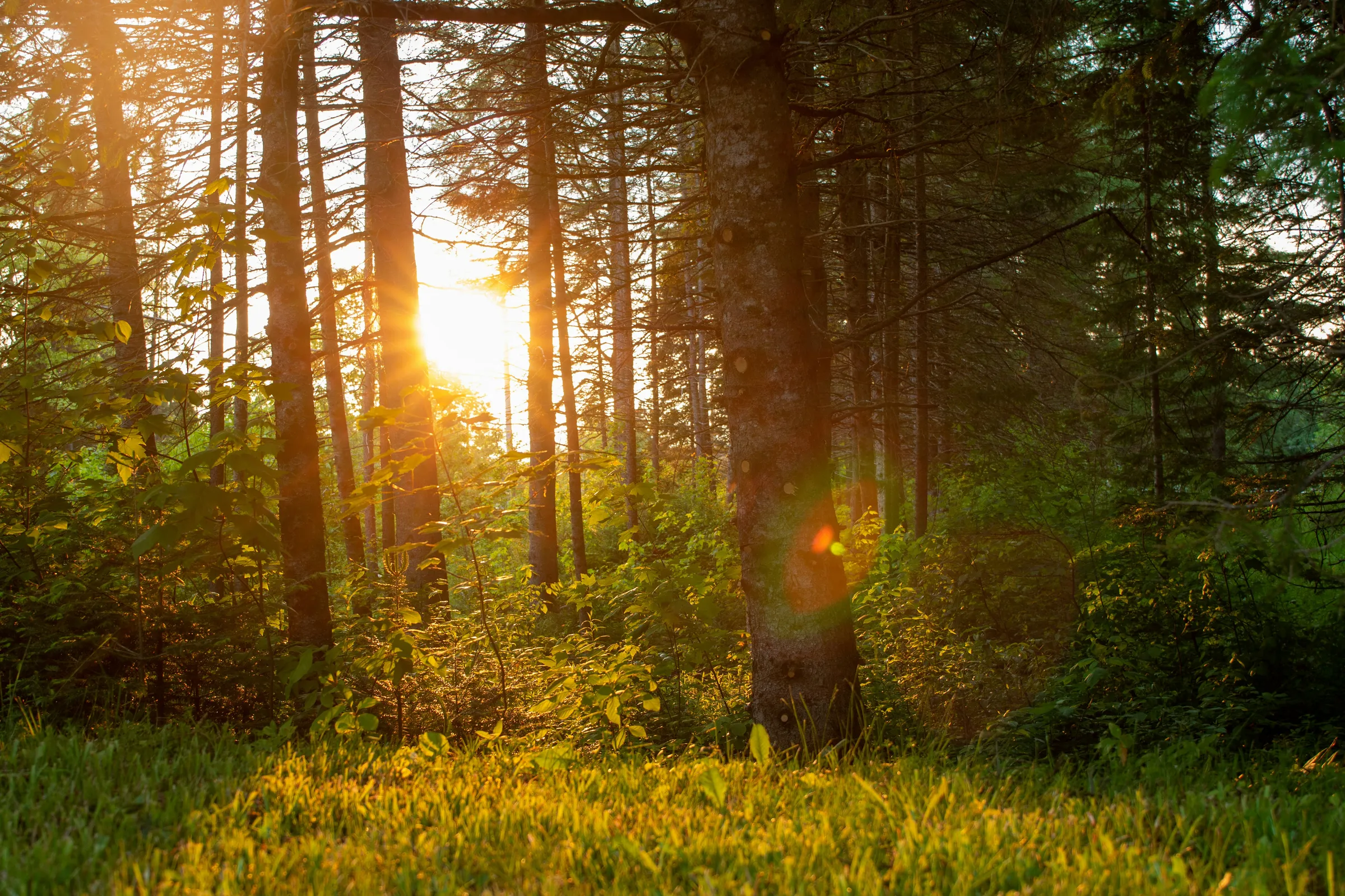 the sun is shining through the trees in the forest