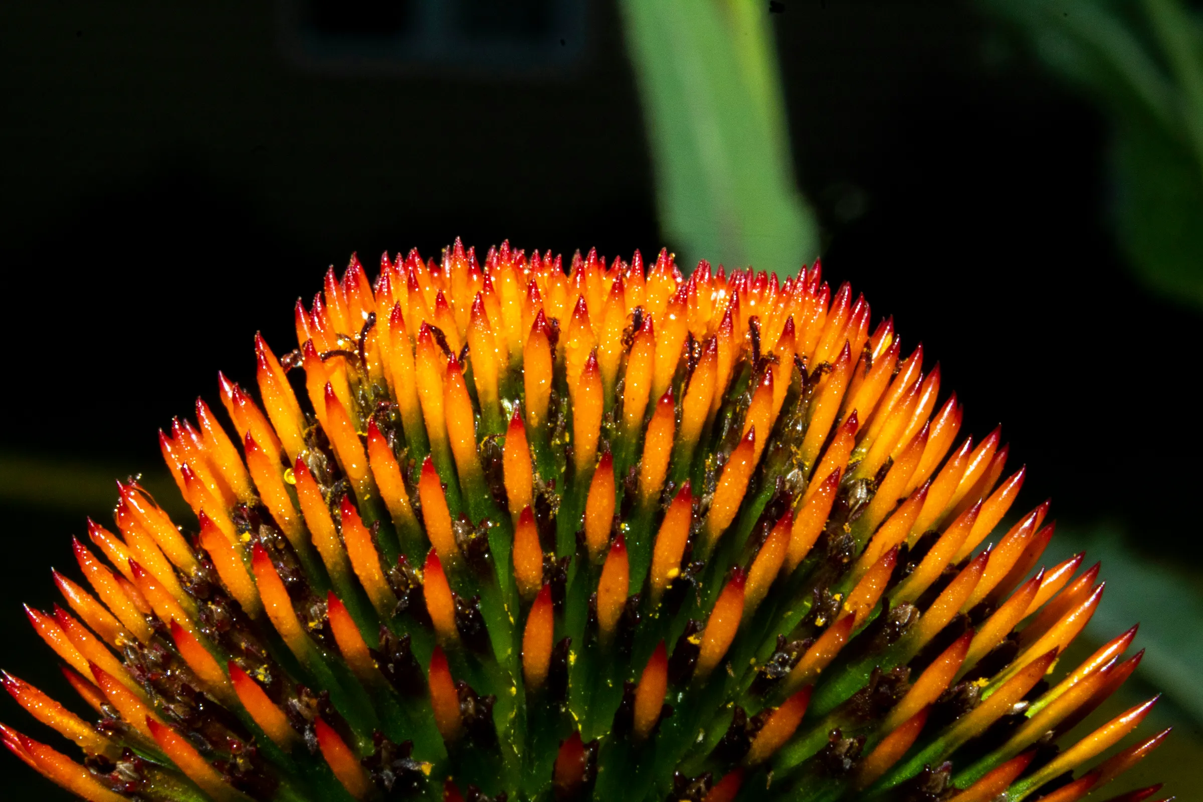 a close up of a flower