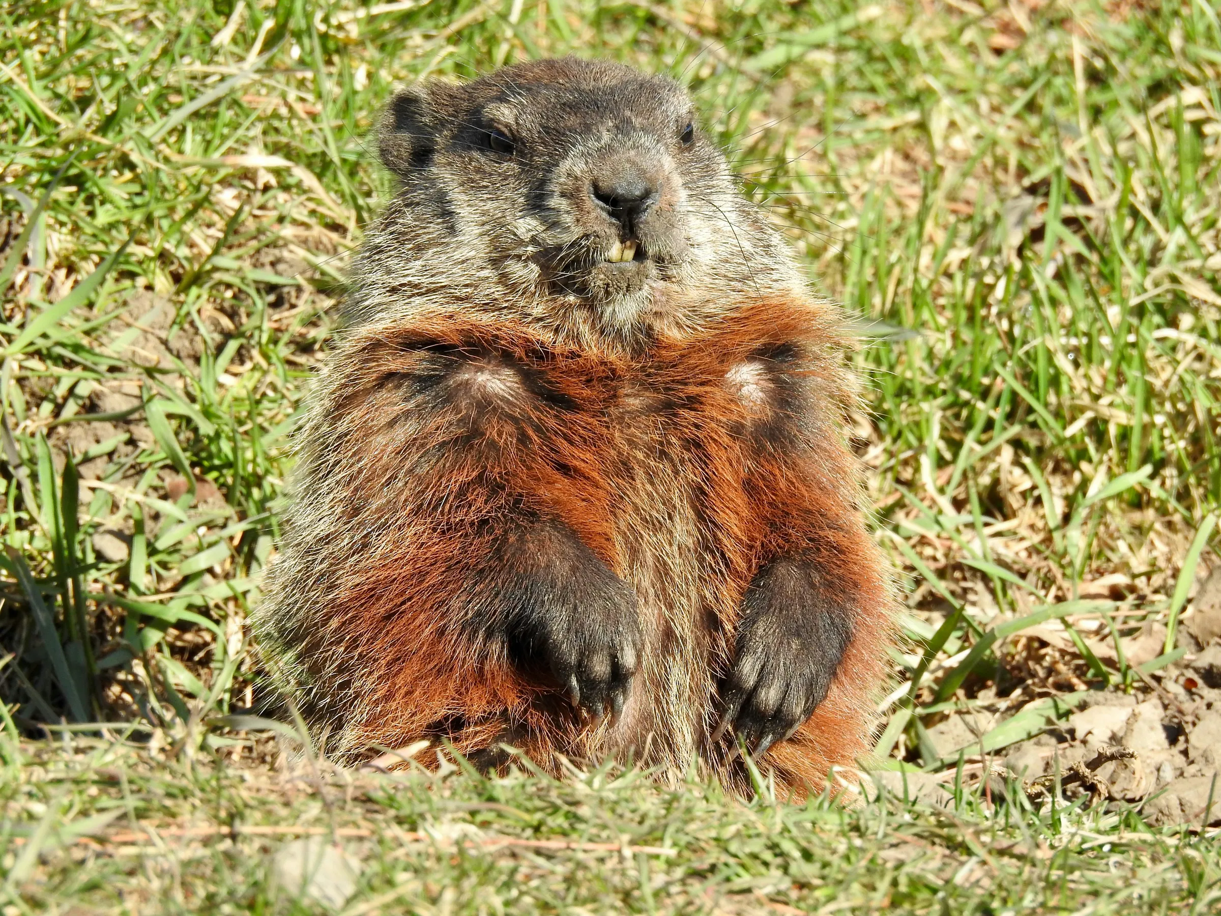 brown and black rodent on green grass during daytime