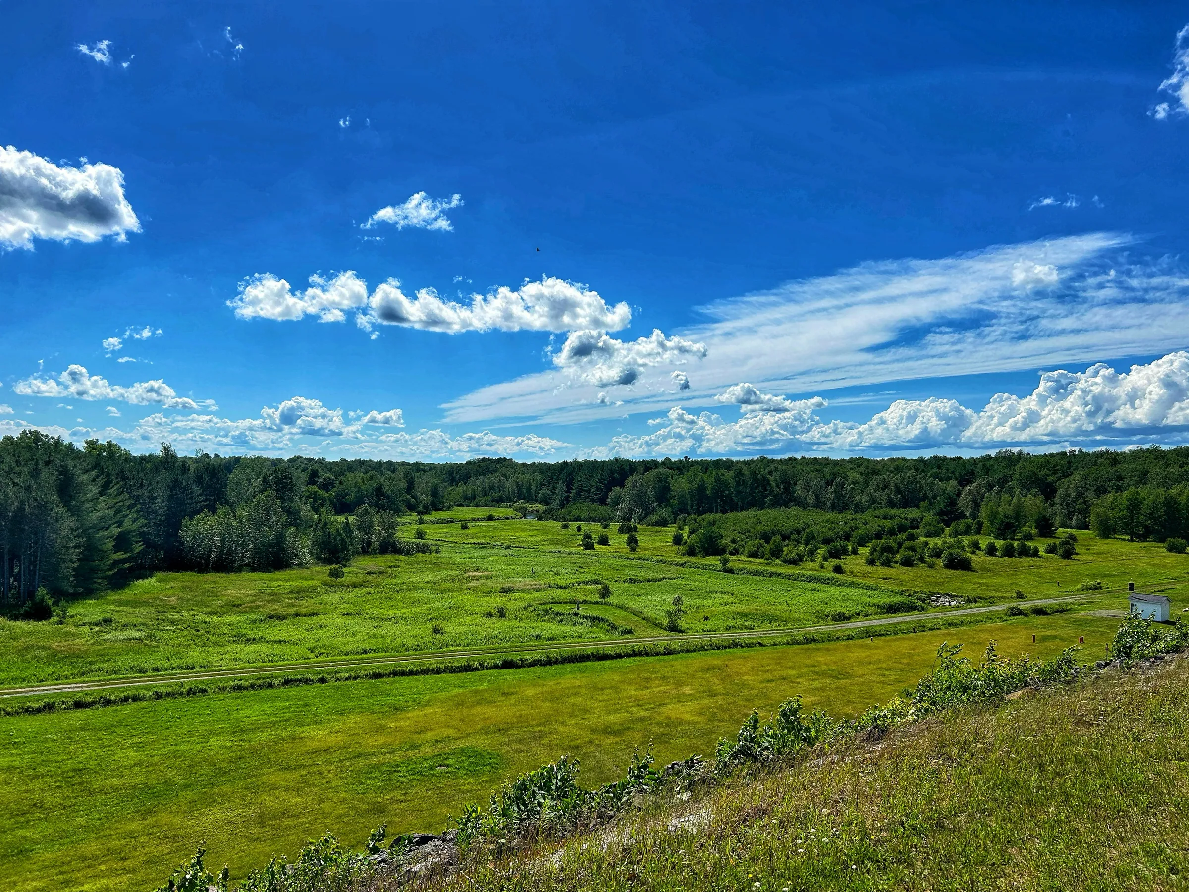 A grassy field with trees and clouds in the sky